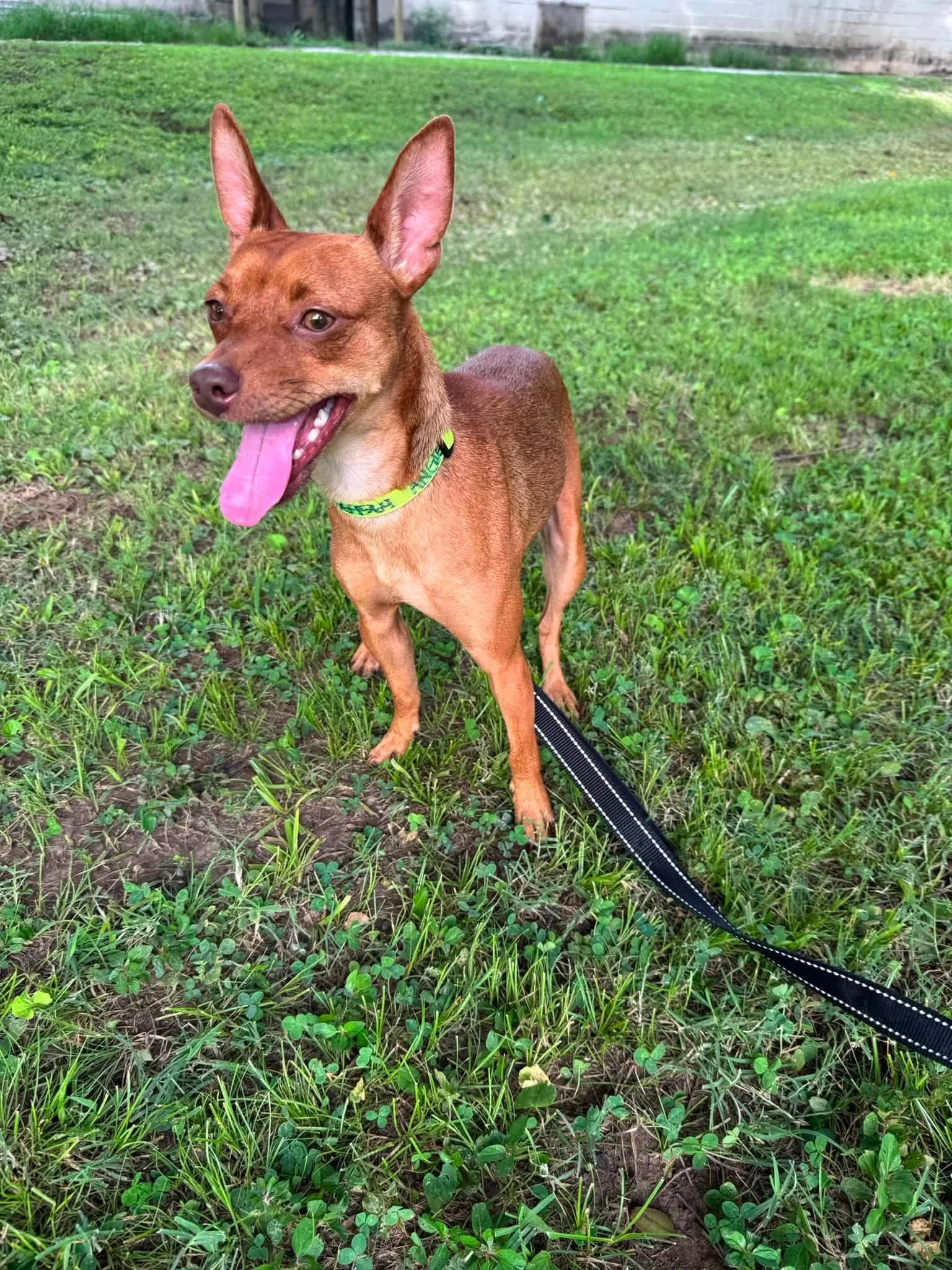 notorious-dog-rescue-niles-06.jpg