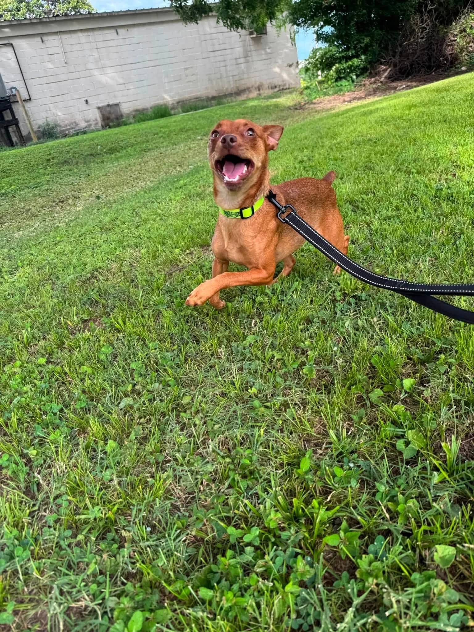 notorious-dog-rescue-niles-07.jpg