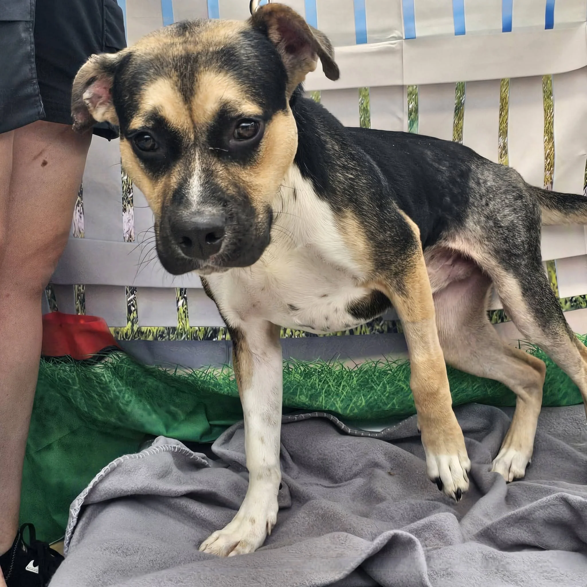 notorious-dog-rescue-whiskey-01.jpg