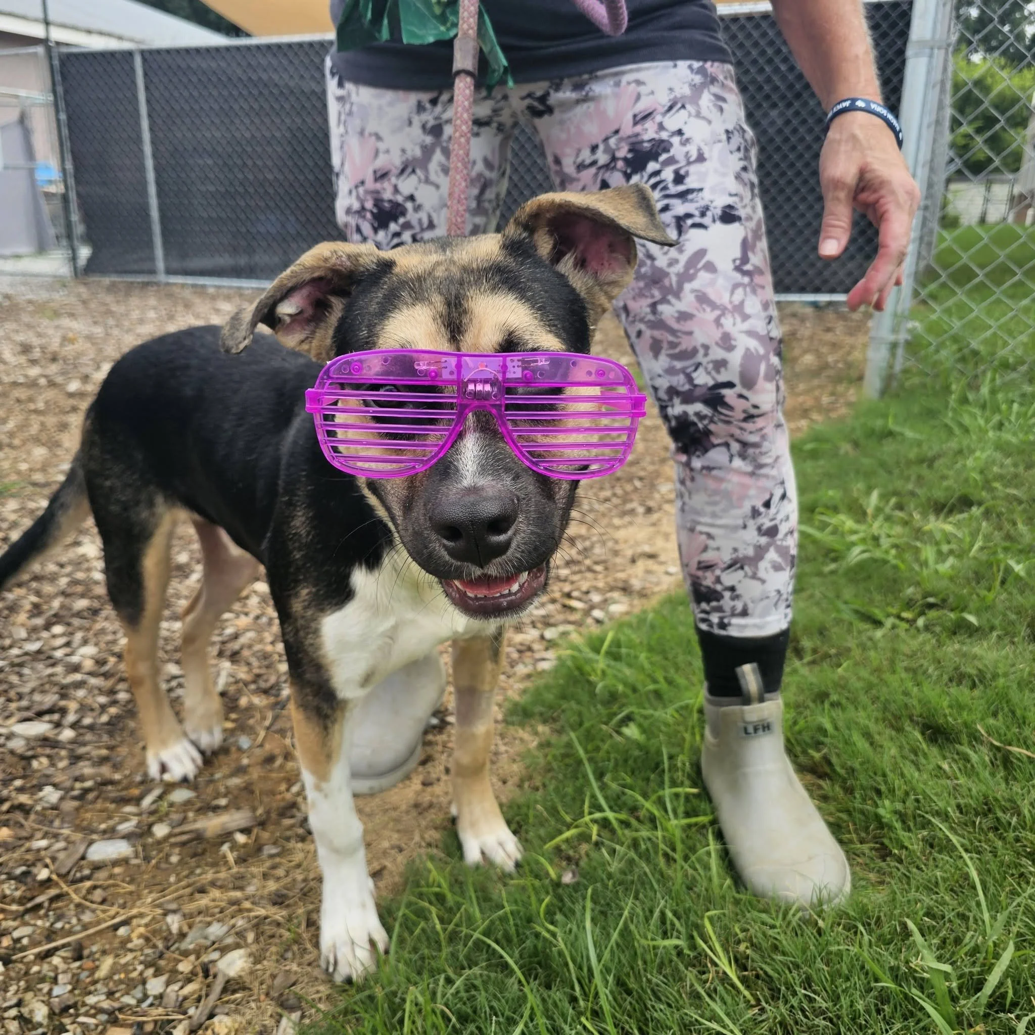notorious-dog-rescue-whiskey-02.jpg