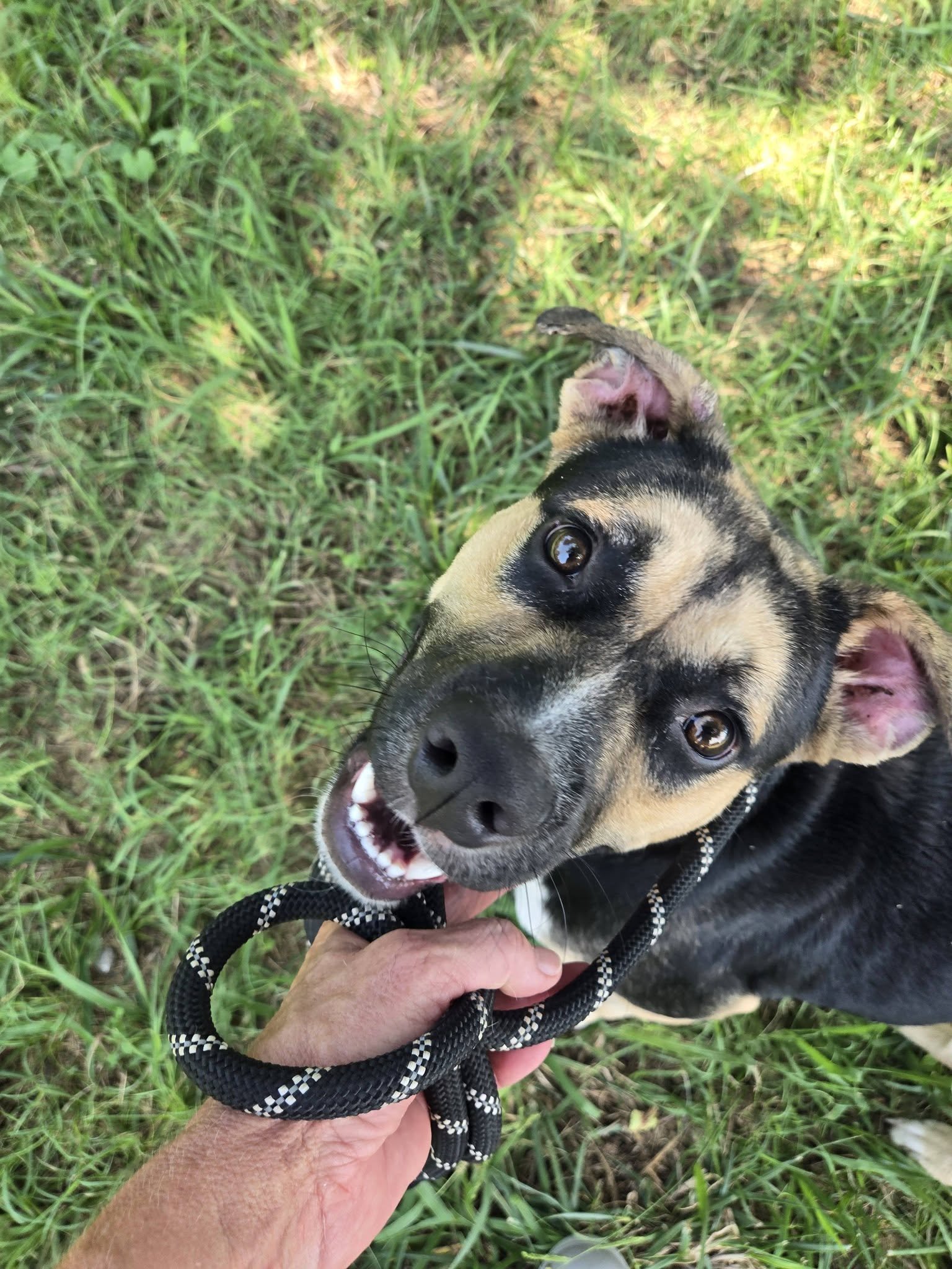 notorious-dog-rescue-whiskey-03.jpg