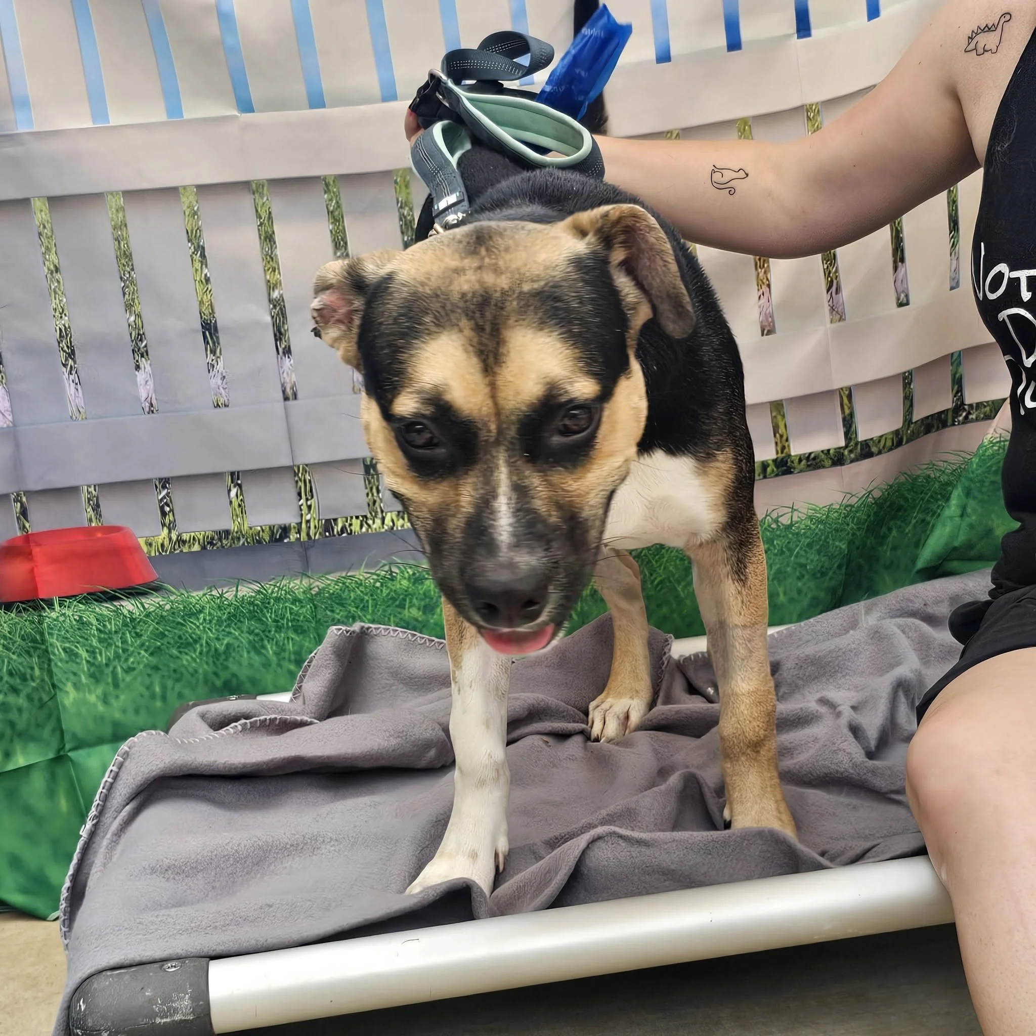 notorious-dog-rescue-whiskey-04.jpg