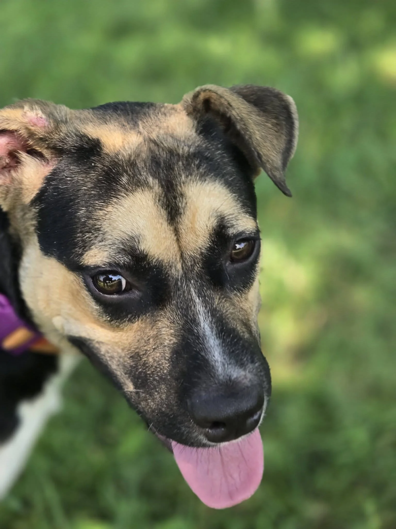 notorious-dog-rescue-whiskey-05.jpg