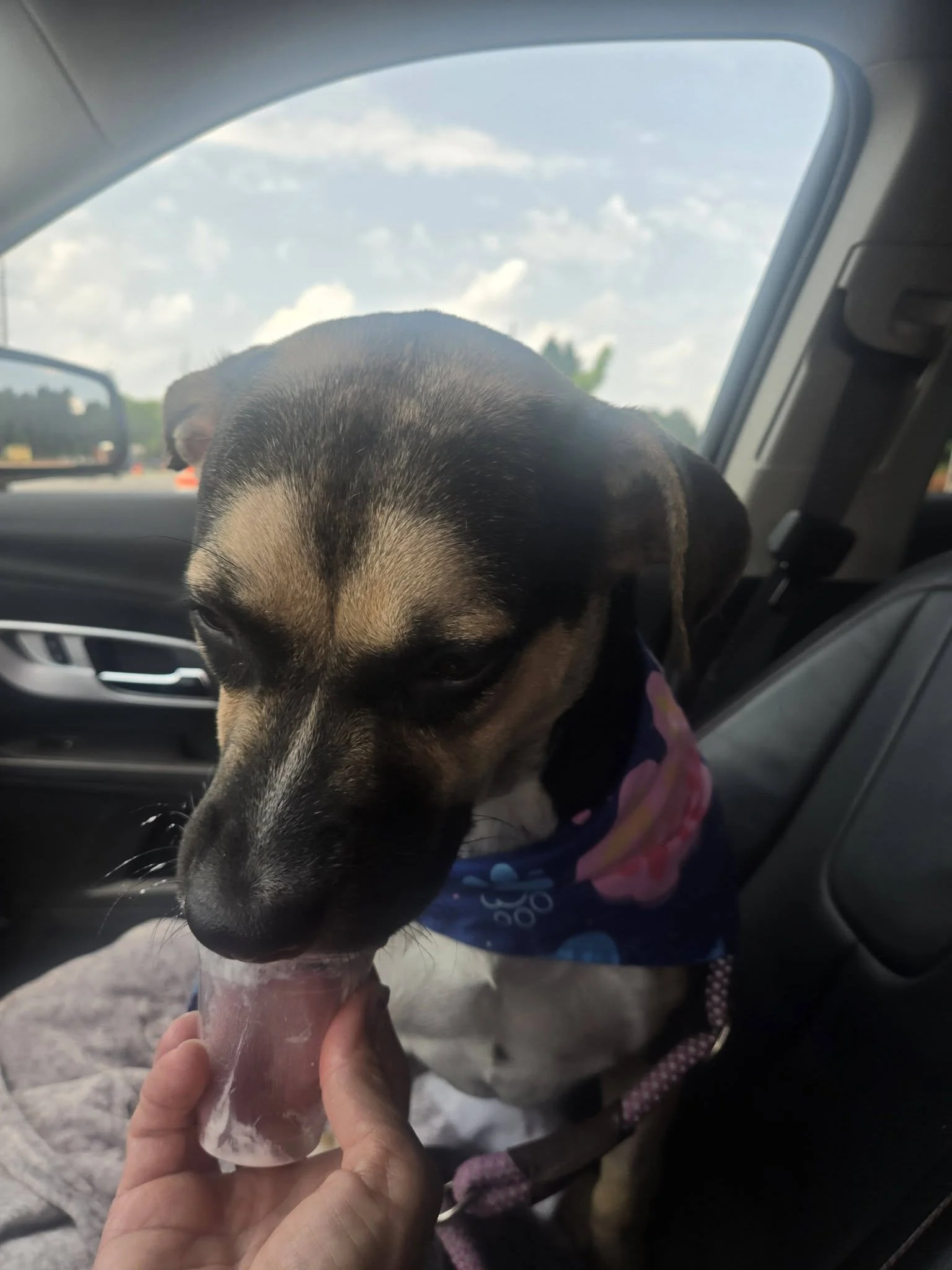 notorious-dog-rescue-whiskey-06.jpg