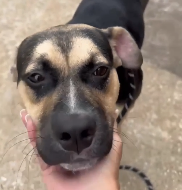 notorious-dog-rescue-whiskey-07.png
