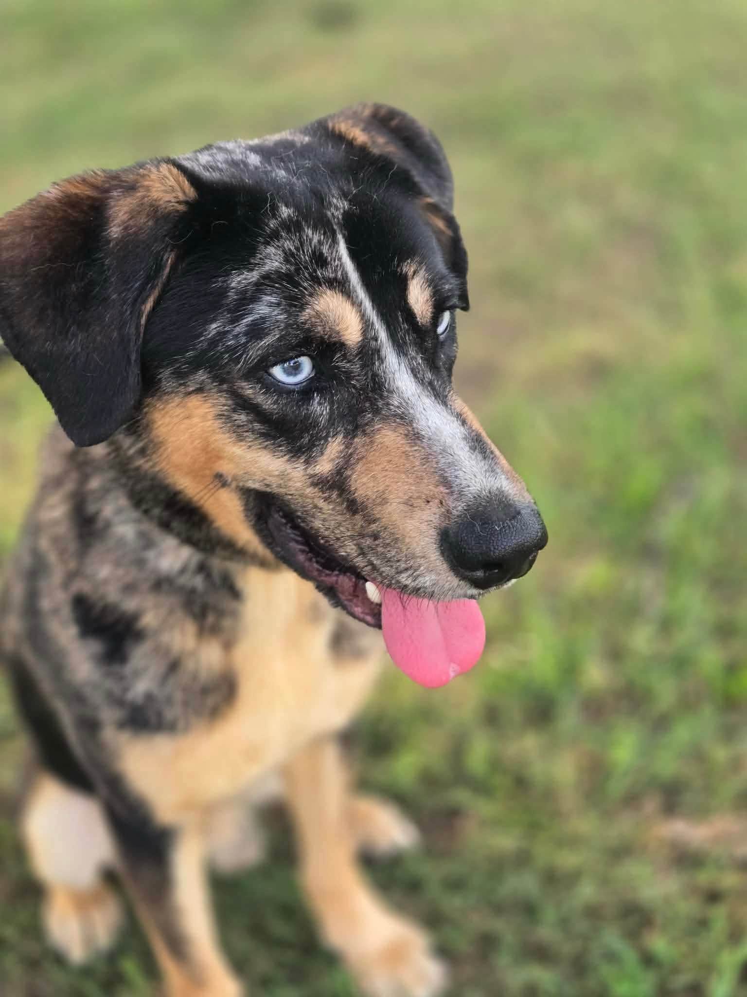 notorious-dog-rescue-mowgli-02.jpg