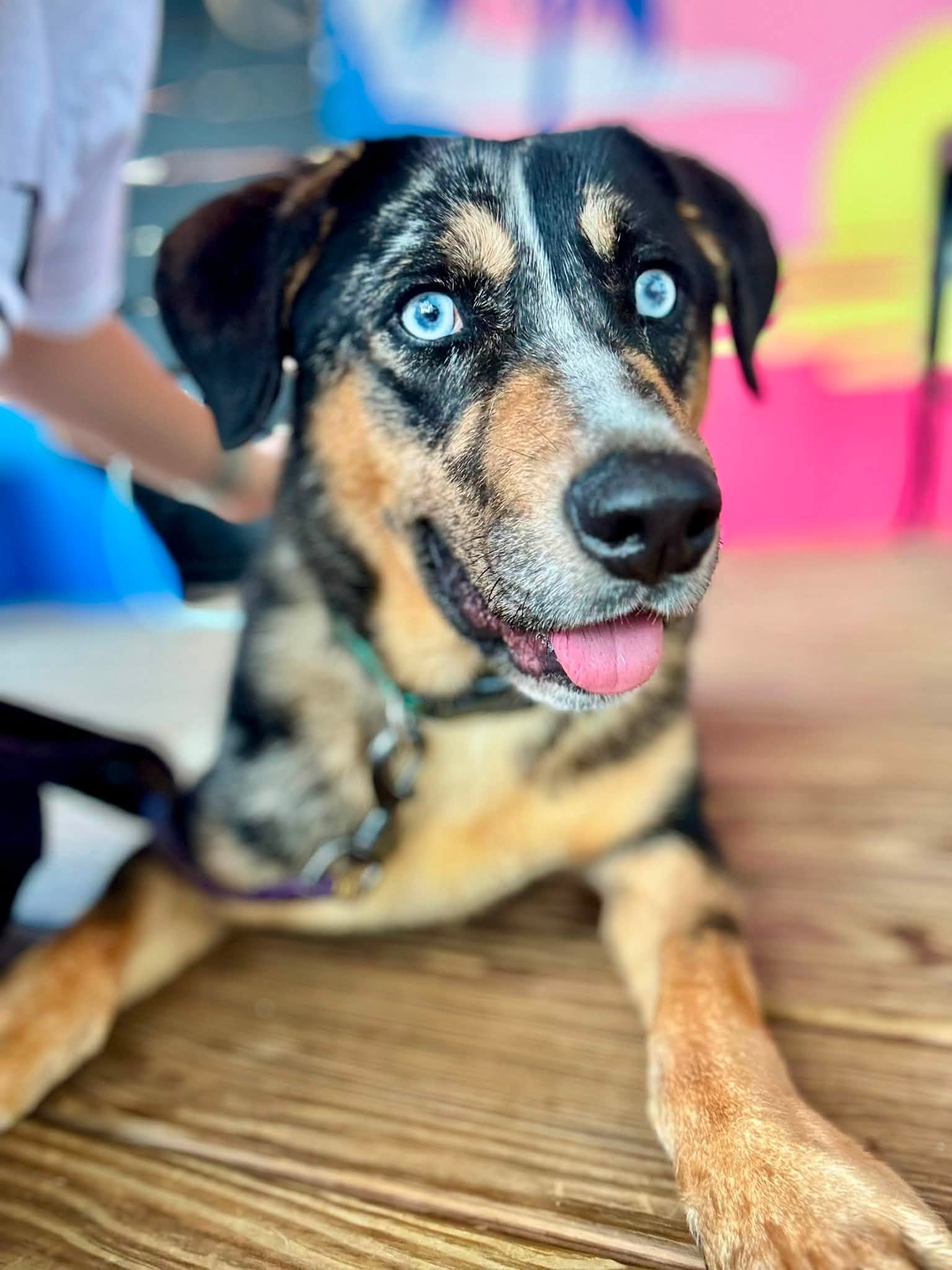 notorious-dog-rescue-mowgli-01.jpg