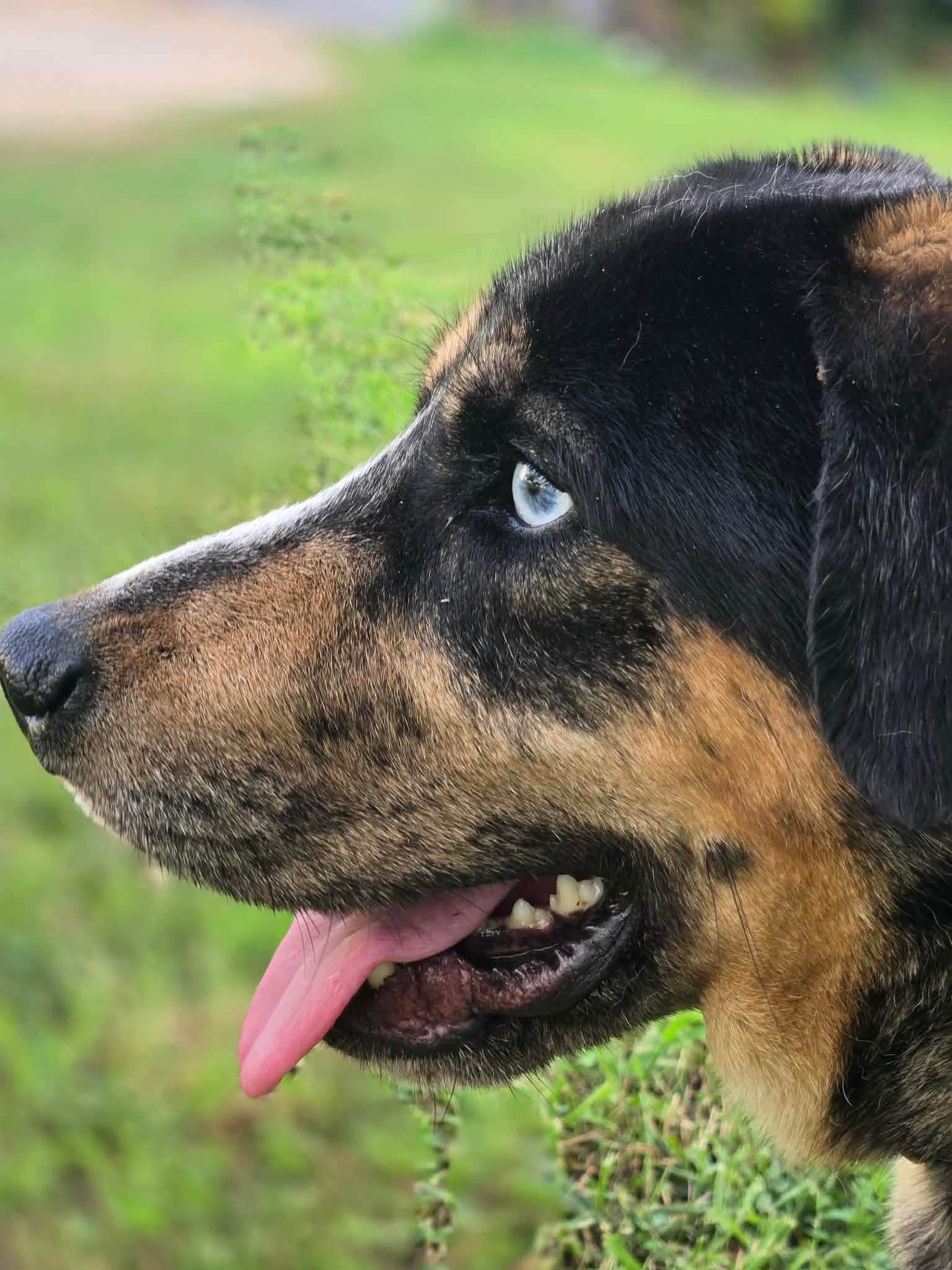 notorious-dog-rescue-mowgli-03.jpg