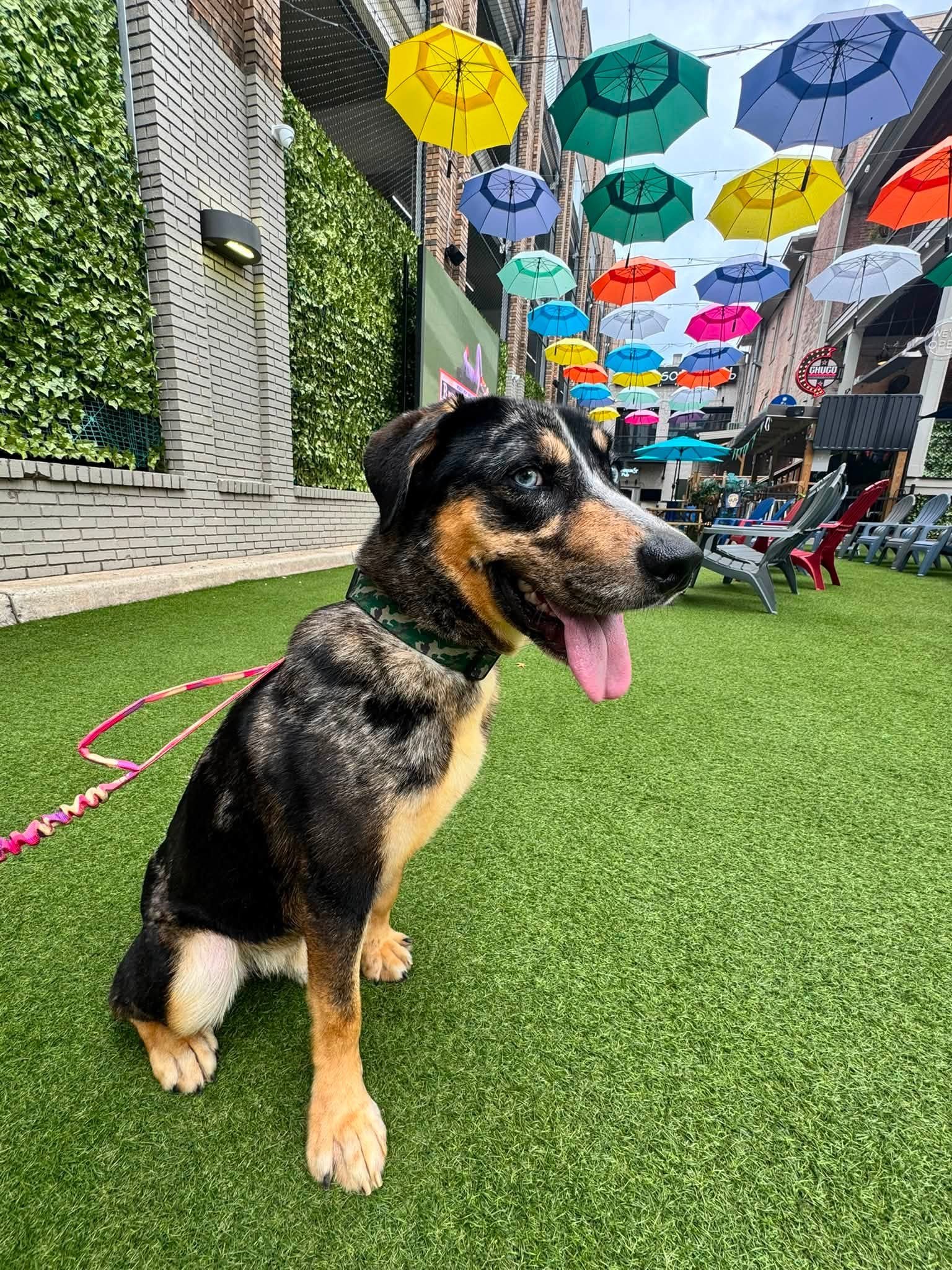 Mowgli