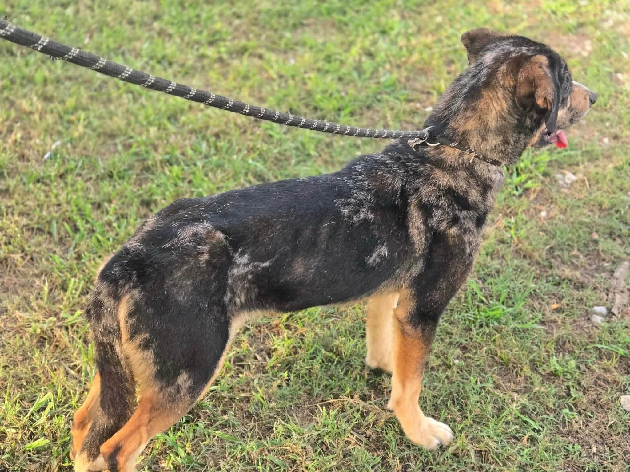 notorious-dog-rescue-mowgli-05.jpg