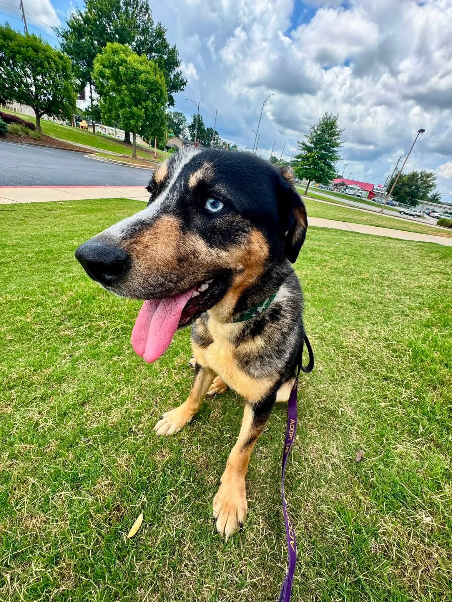 notorious-dog-rescue-mowgli-07.jpg