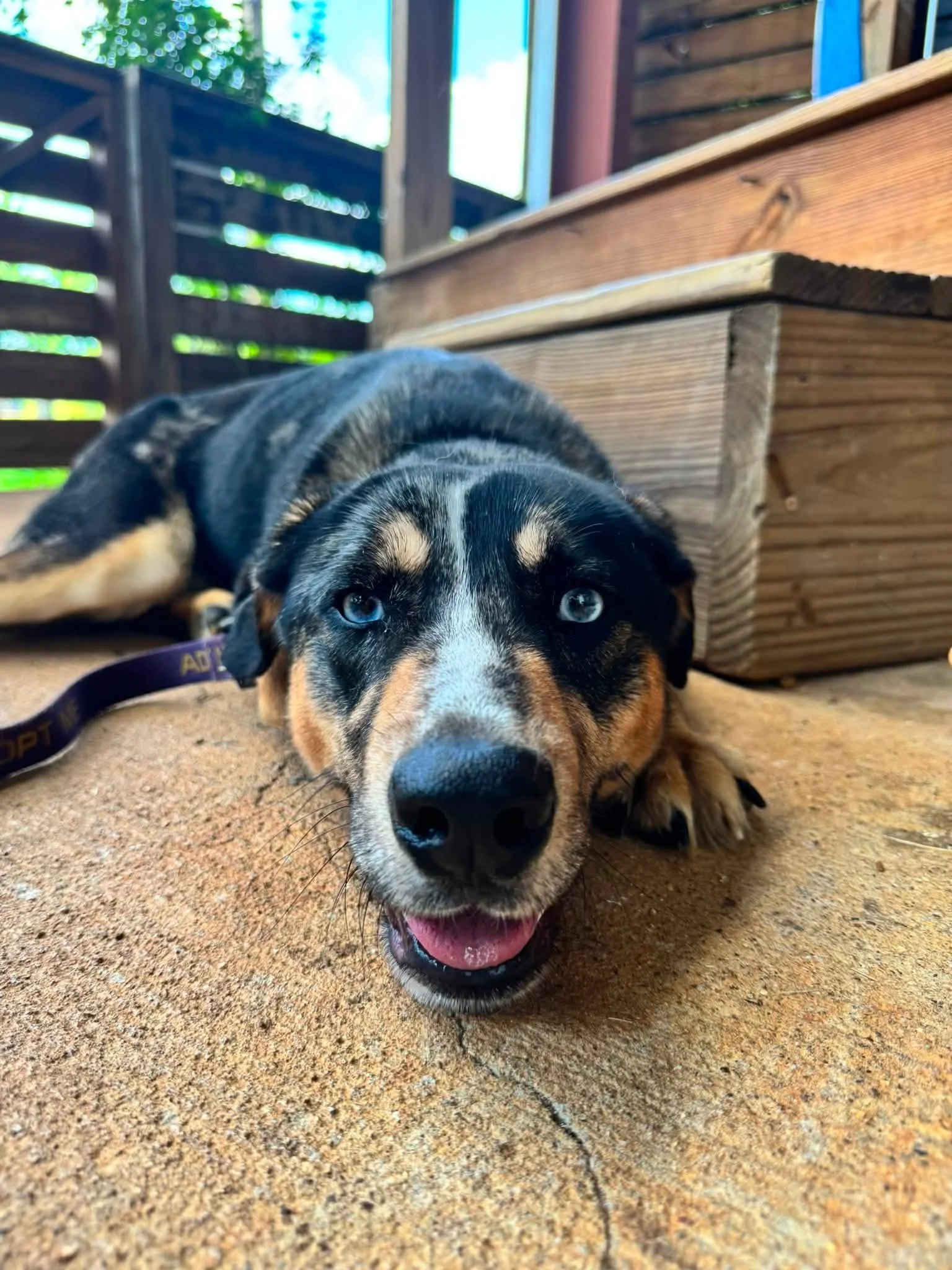 notorious-dog-rescue-mowgli-08.jpg