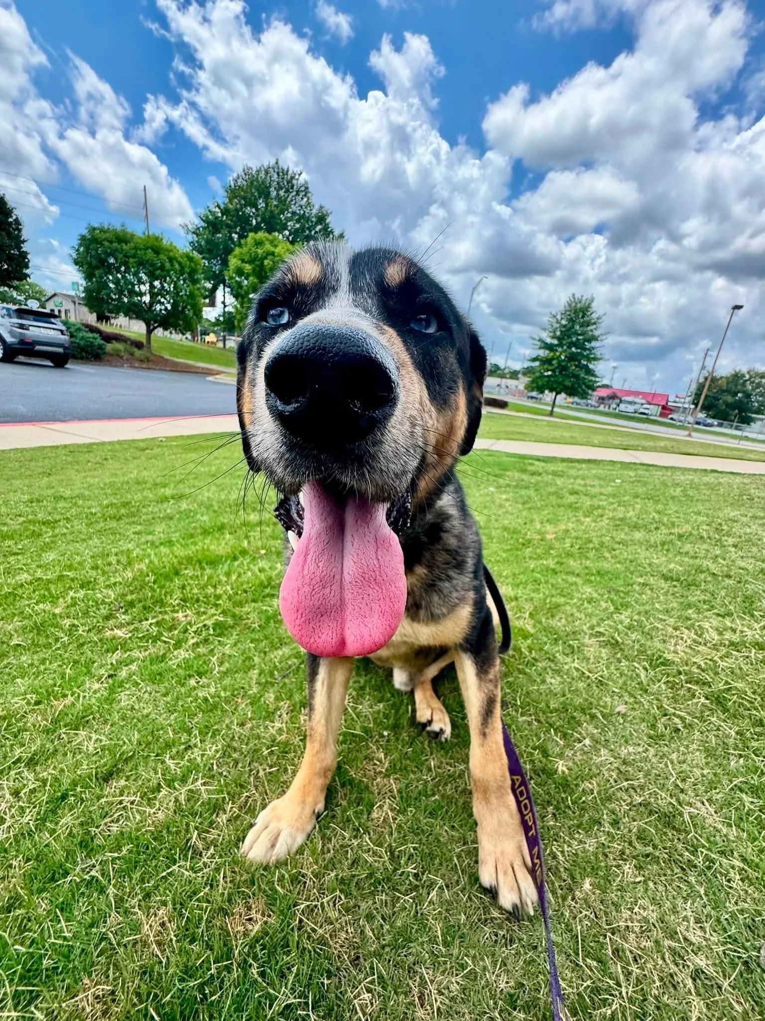 notorious-dog-rescue-mowgli-09.jpg