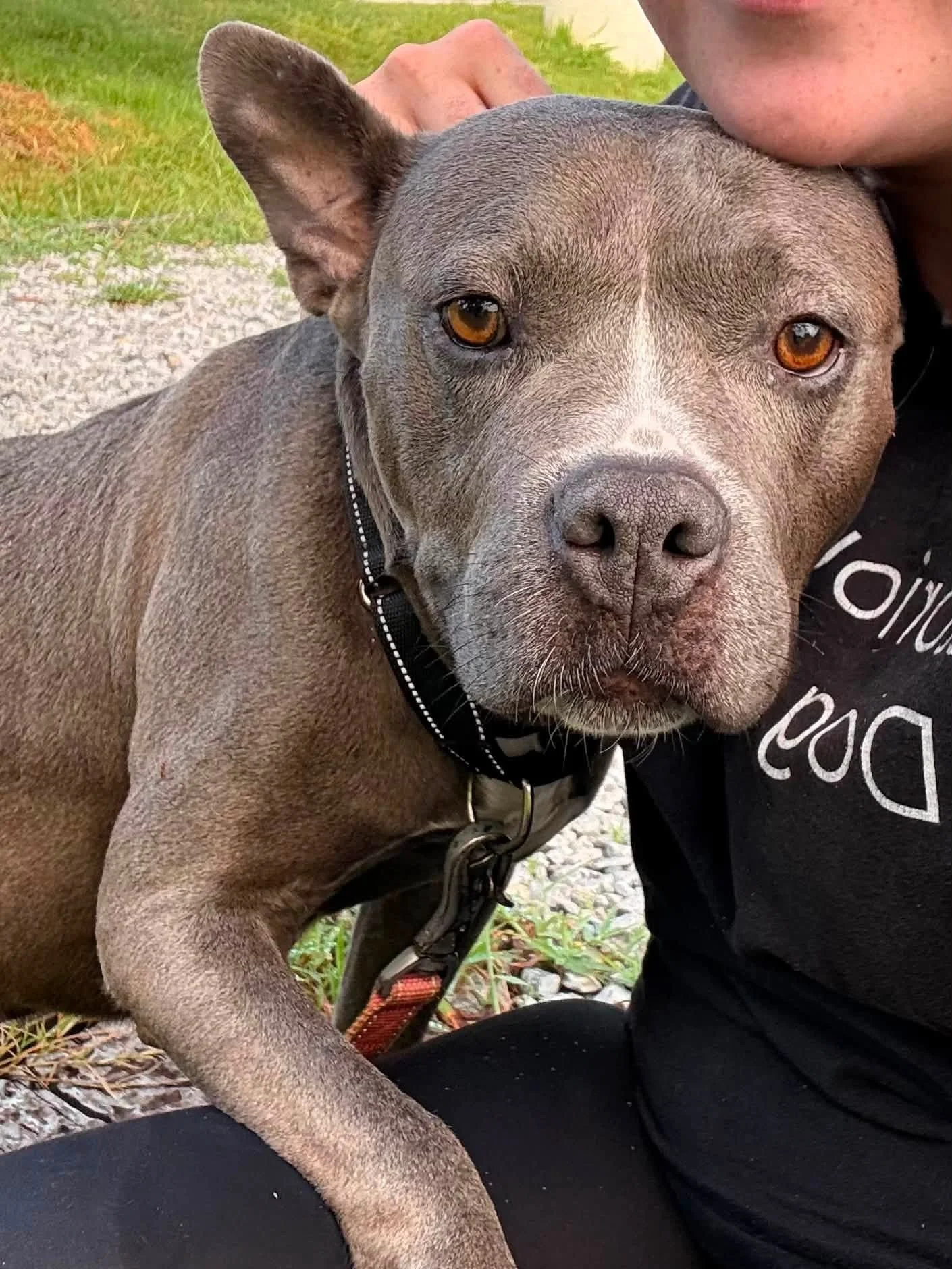 notorious-dog-rescue-shelley-03.jpg