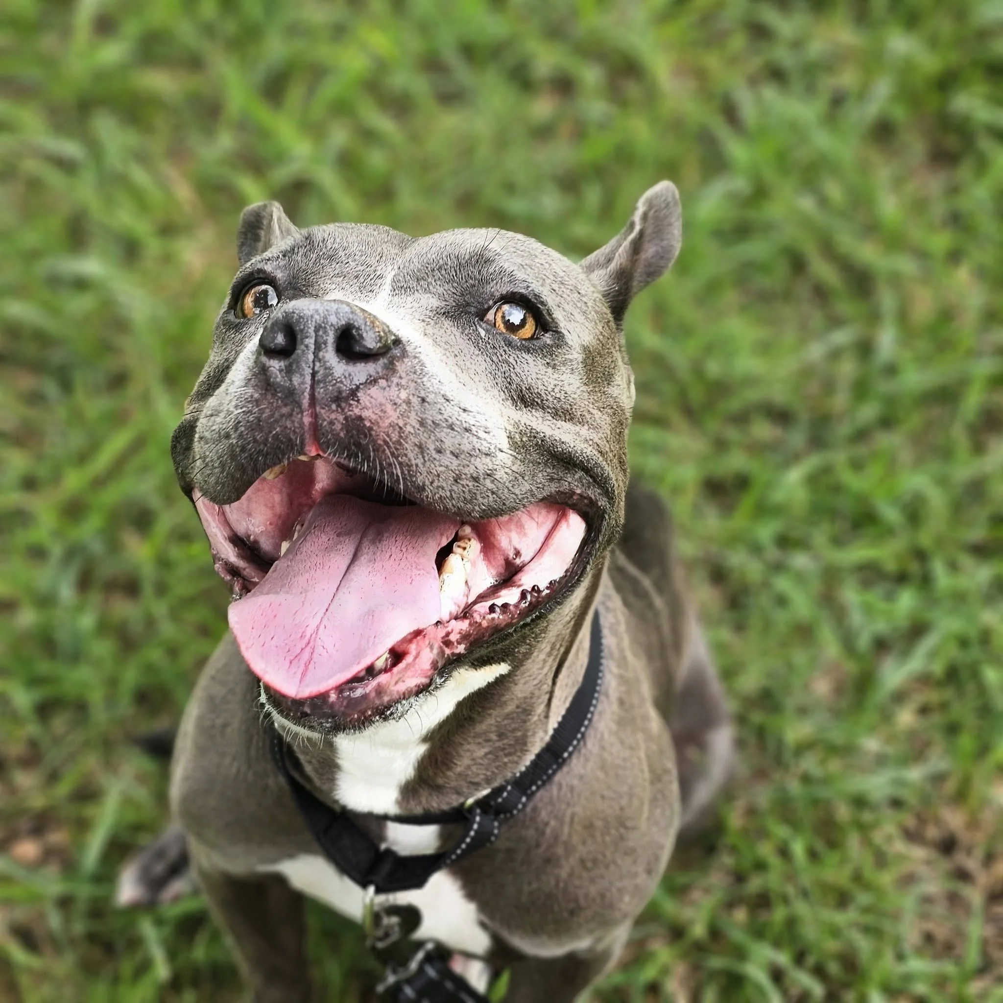 notorious-dog-rescue-shelley-02.jpg