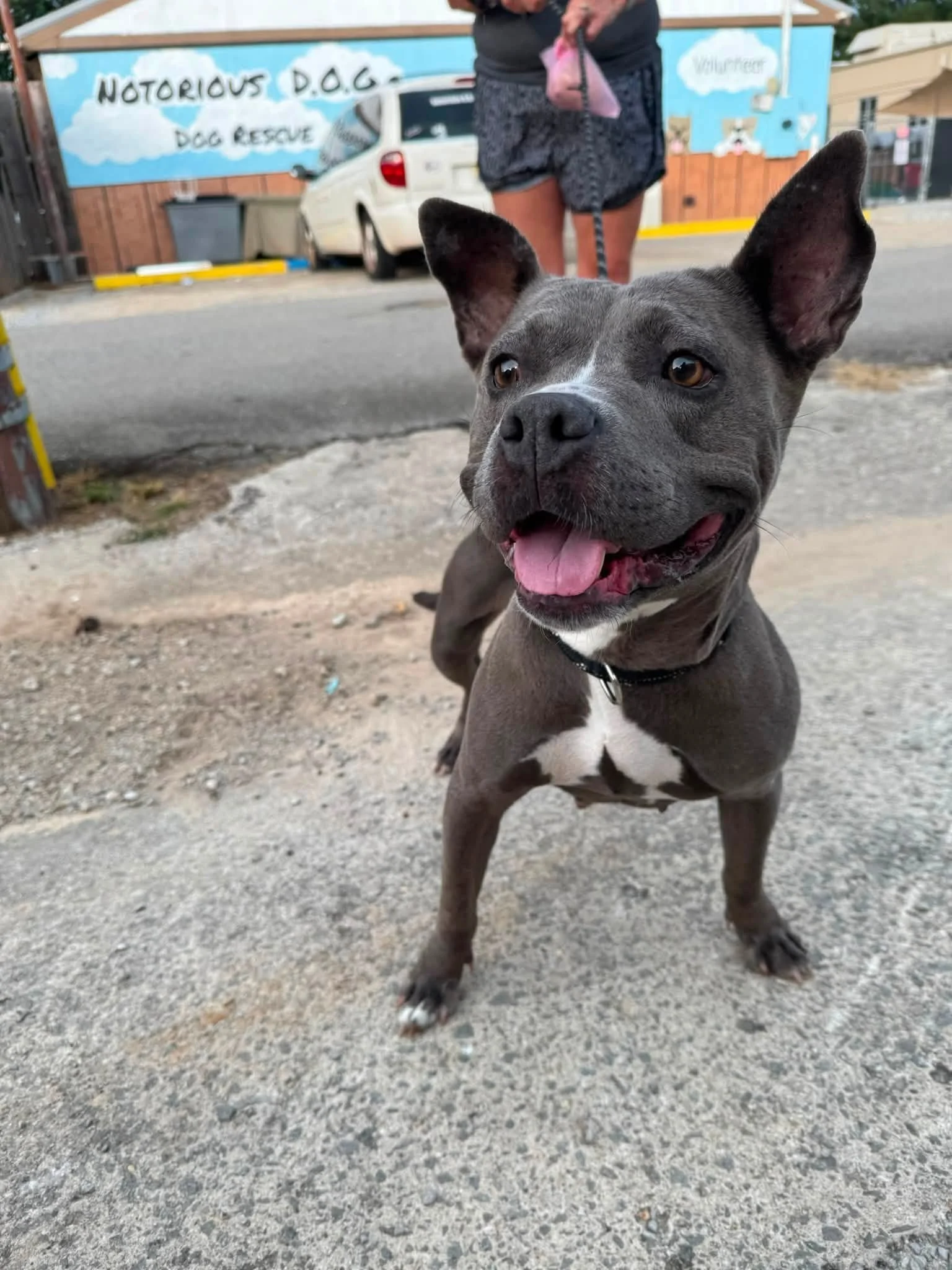 notorious-dog-rescue-shelley-04.jpg