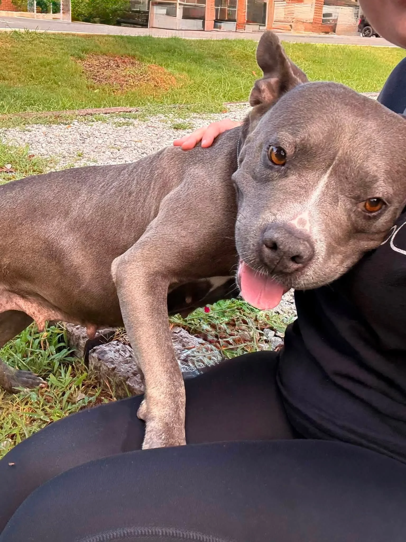 notorious-dog-rescue-shelley-05.jpg
