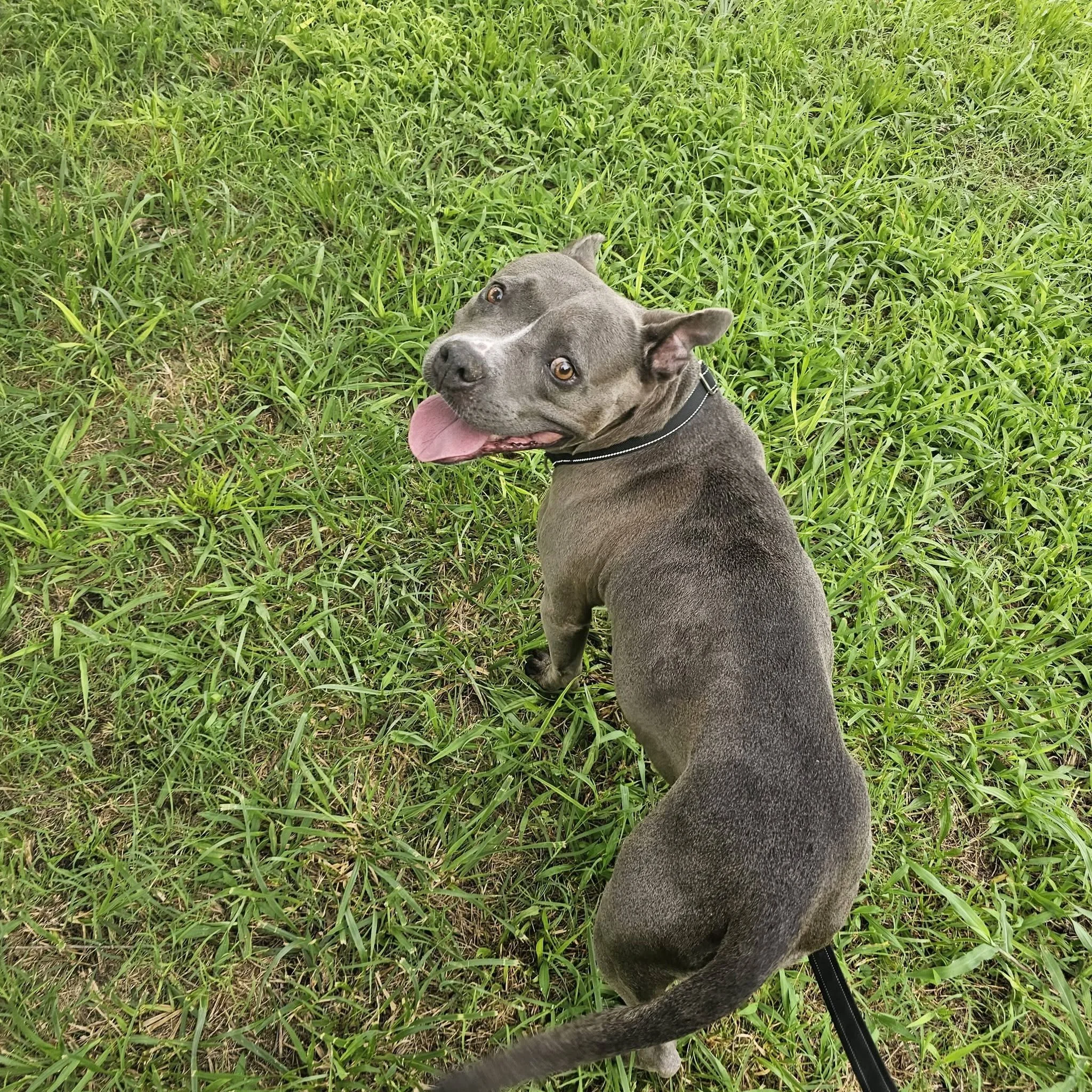 notorious-dog-rescue-shelley-06.jpg