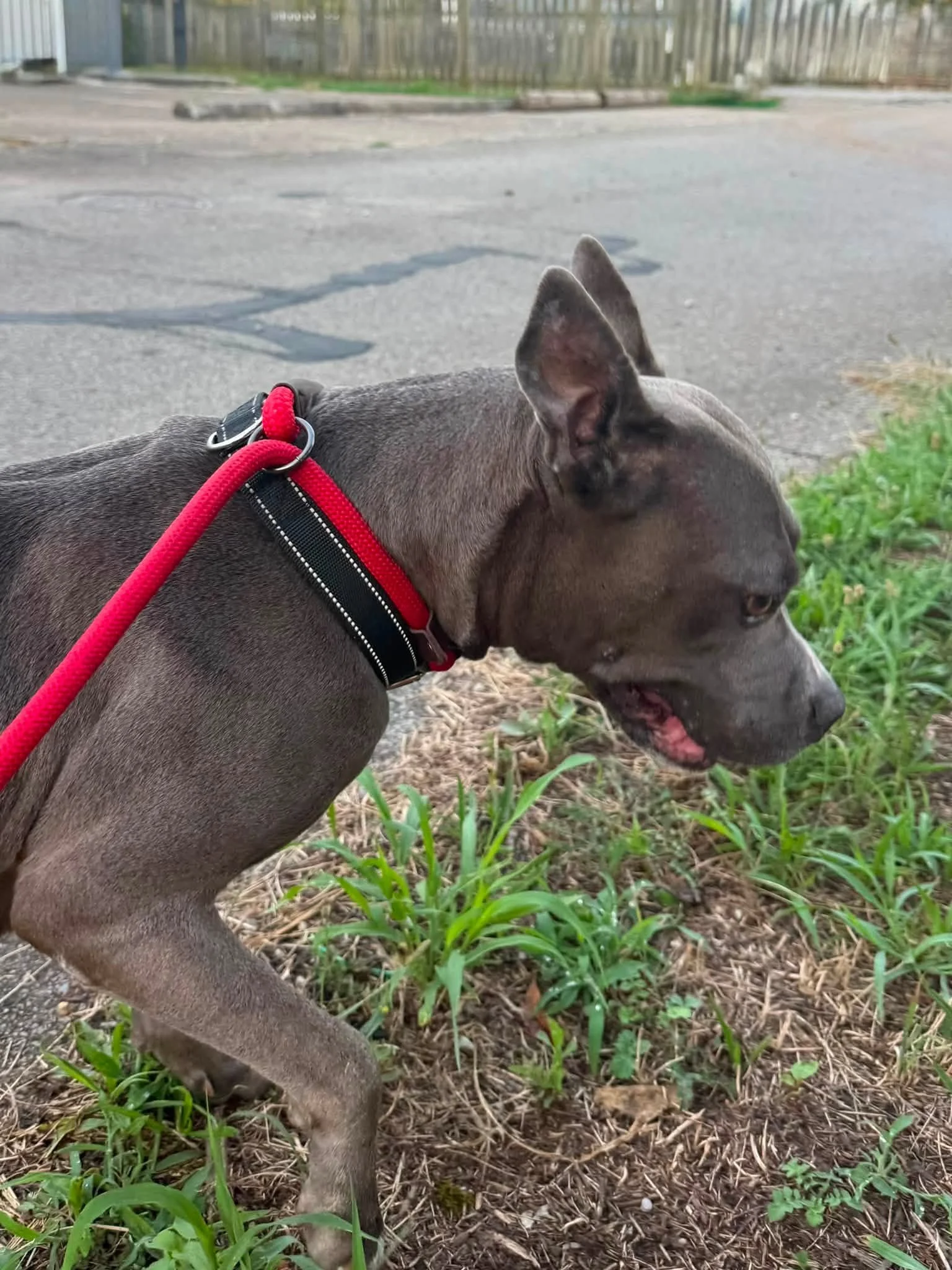 notorious-dog-rescue-shelley-08.jpg