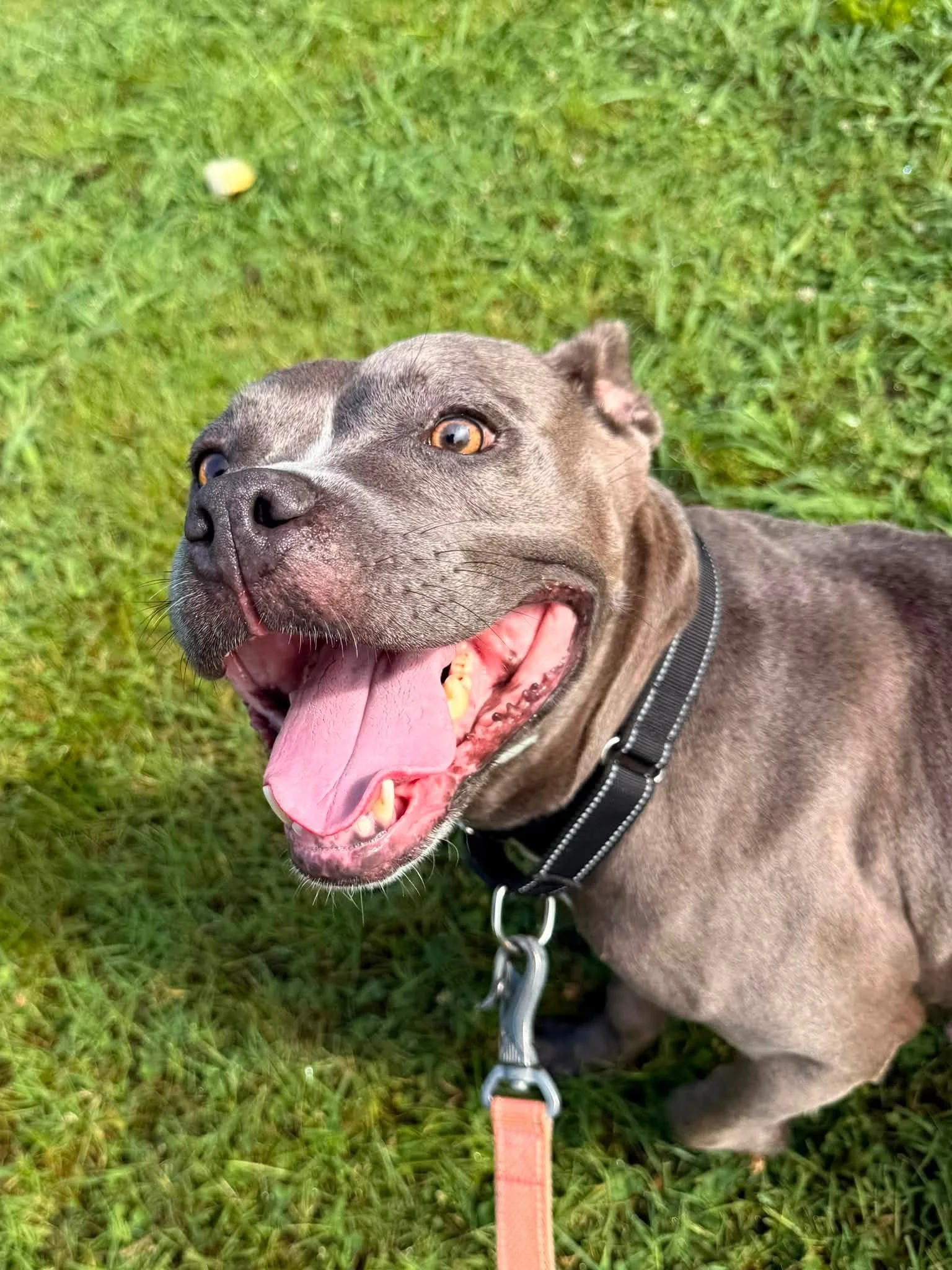 notorious-dog-rescue-shelley-09.jpg