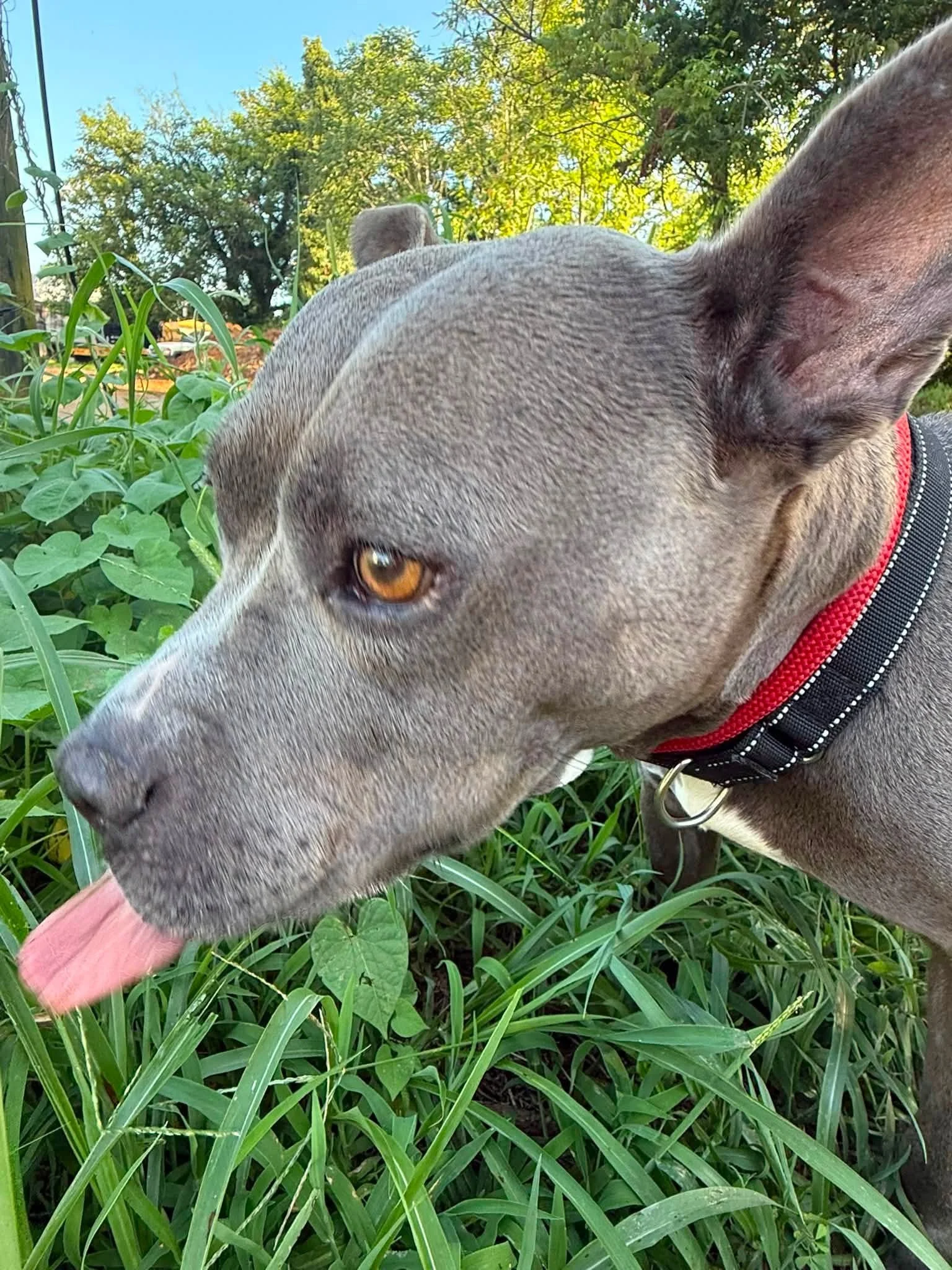 notorious-dog-rescue-shelley-10.jpg
