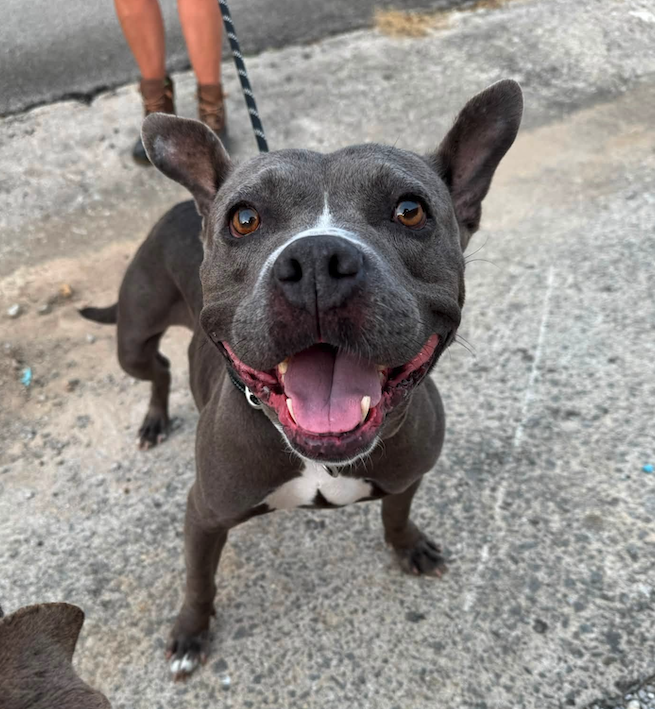 notorious-dog-rescue-shelley-01.png