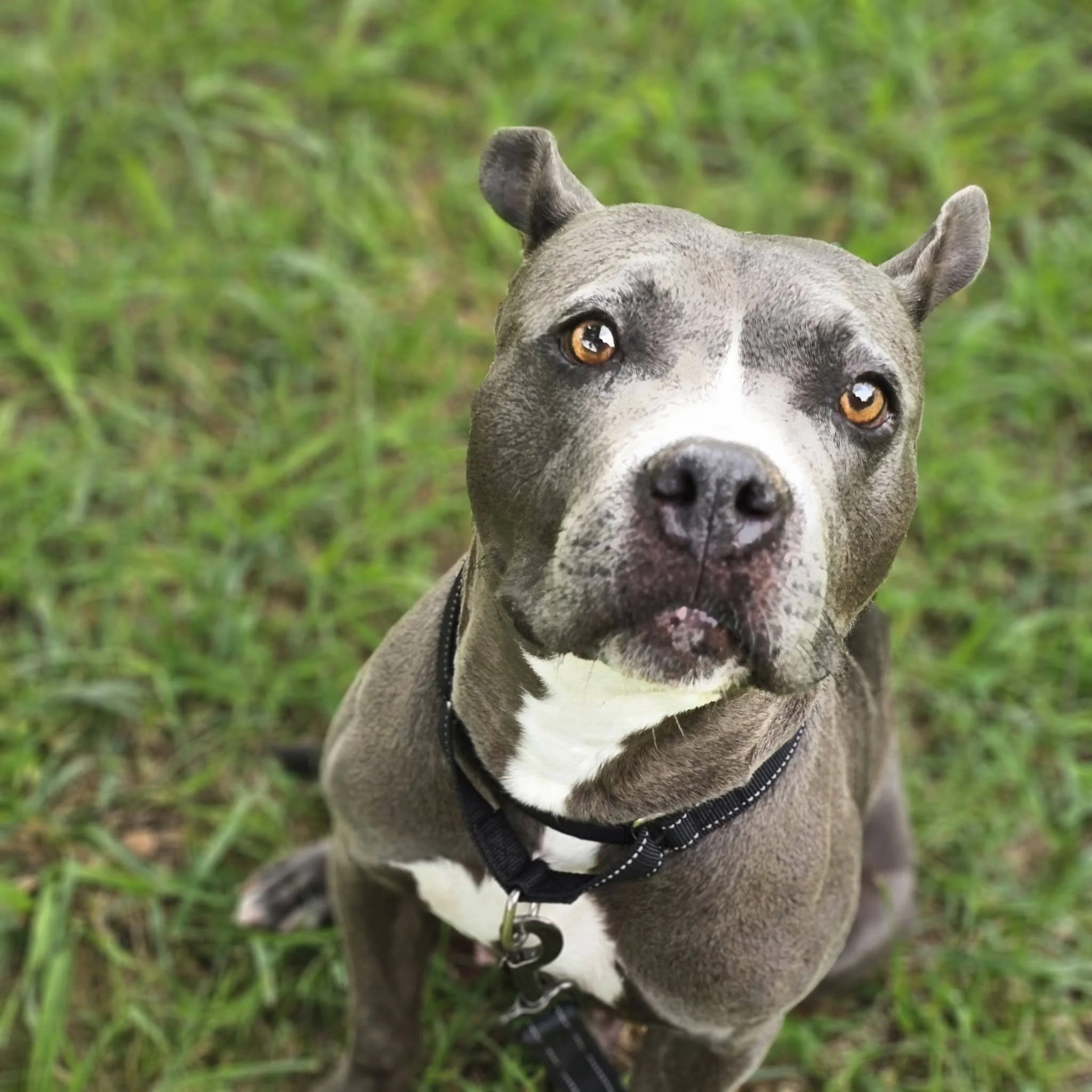 notorious-dog-rescue-shelley-07.jpg