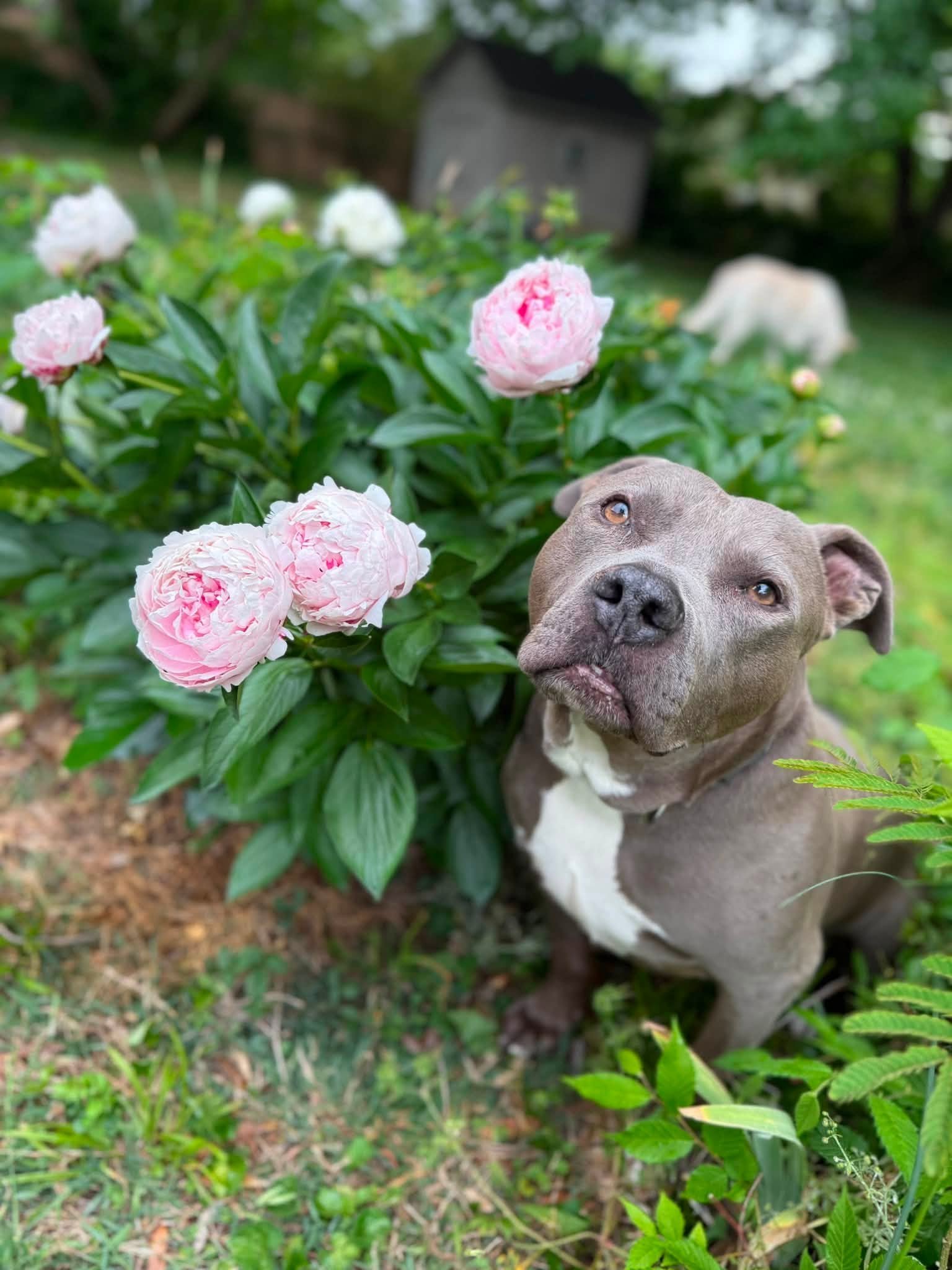 notorious-dog-rescue-trey-01.jpg
