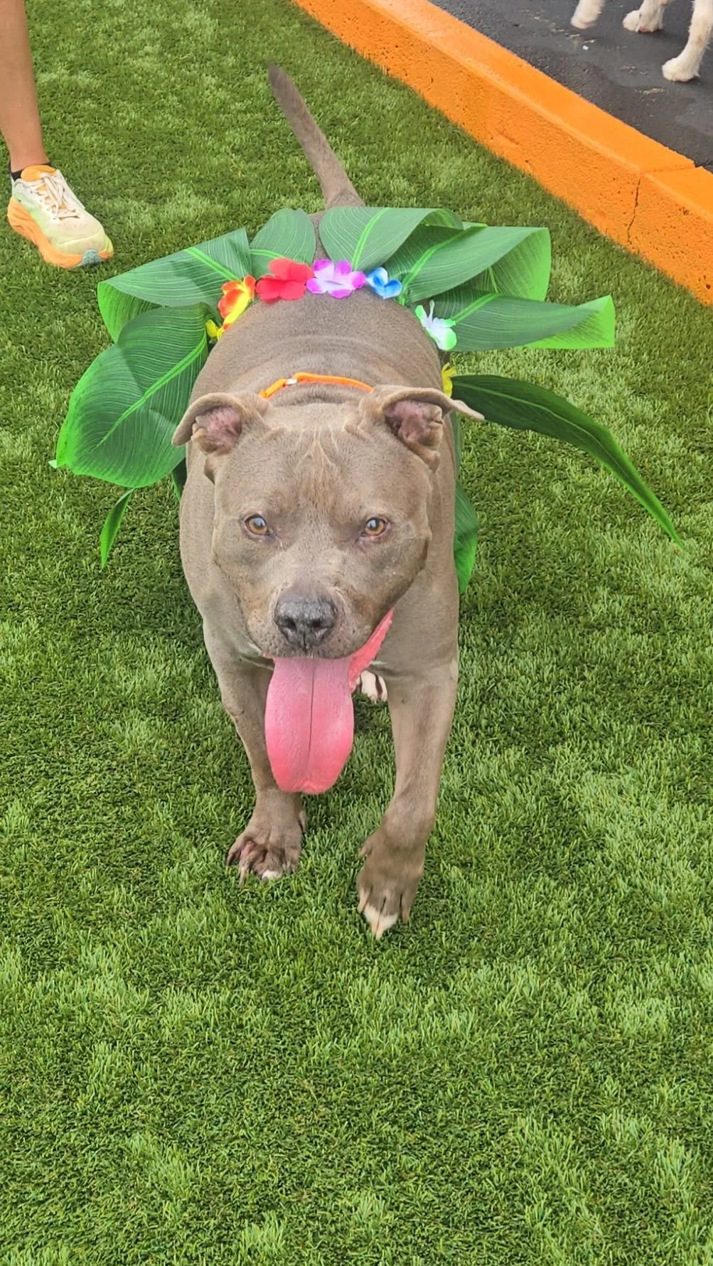 notorious-dog-rescue-trey-03.jpg