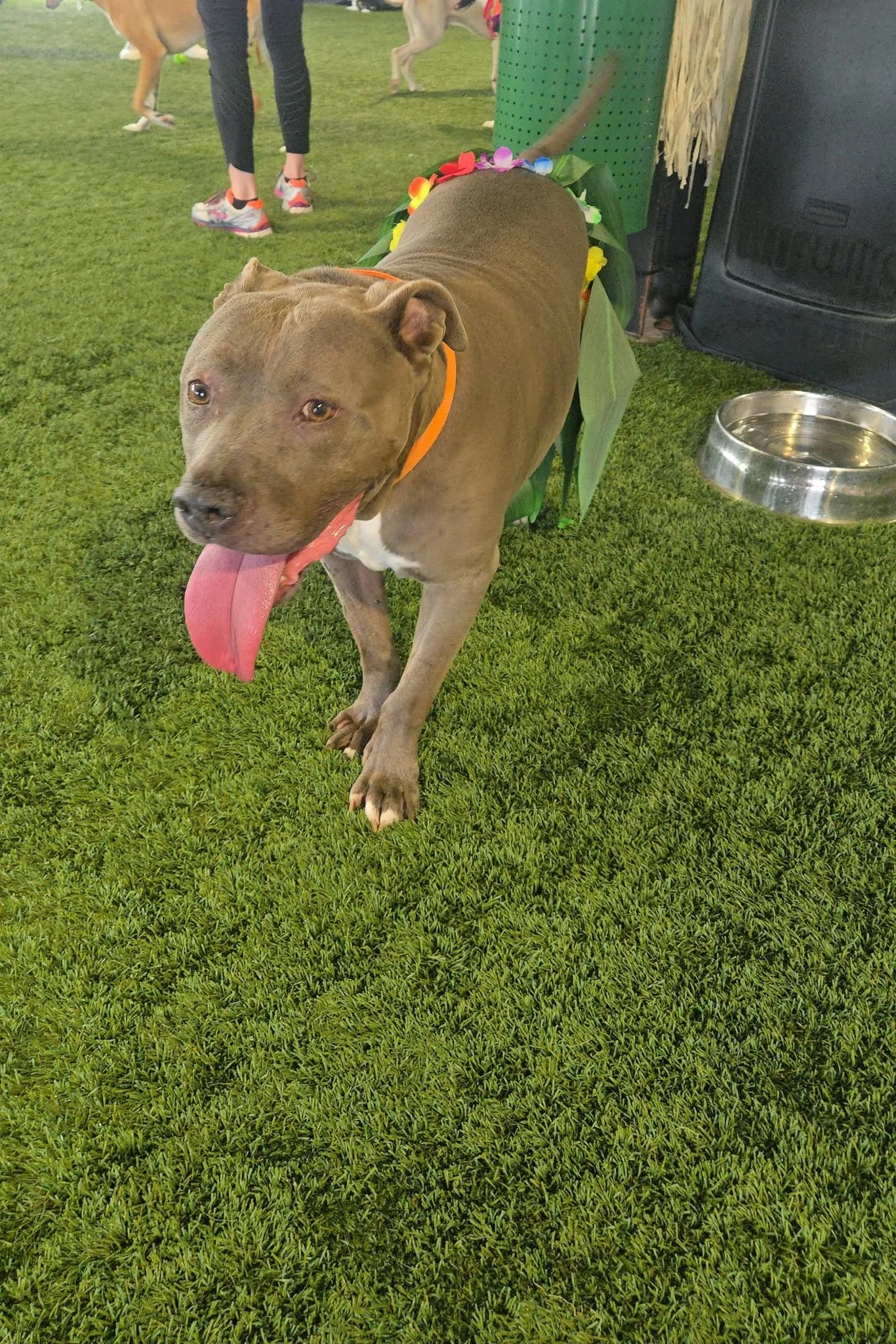 notorious-dog-rescue-trey-04.jpg