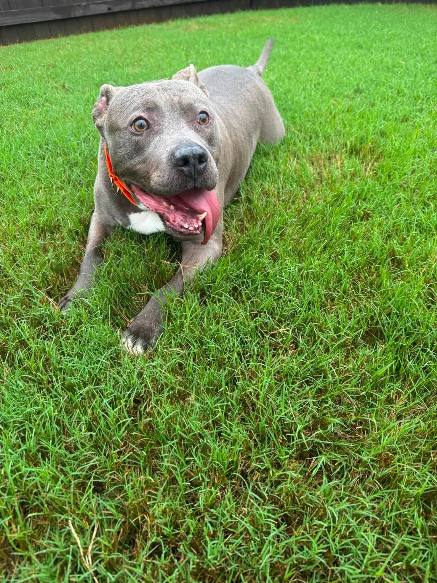 notorious-dog-rescue-trey-05.jpg