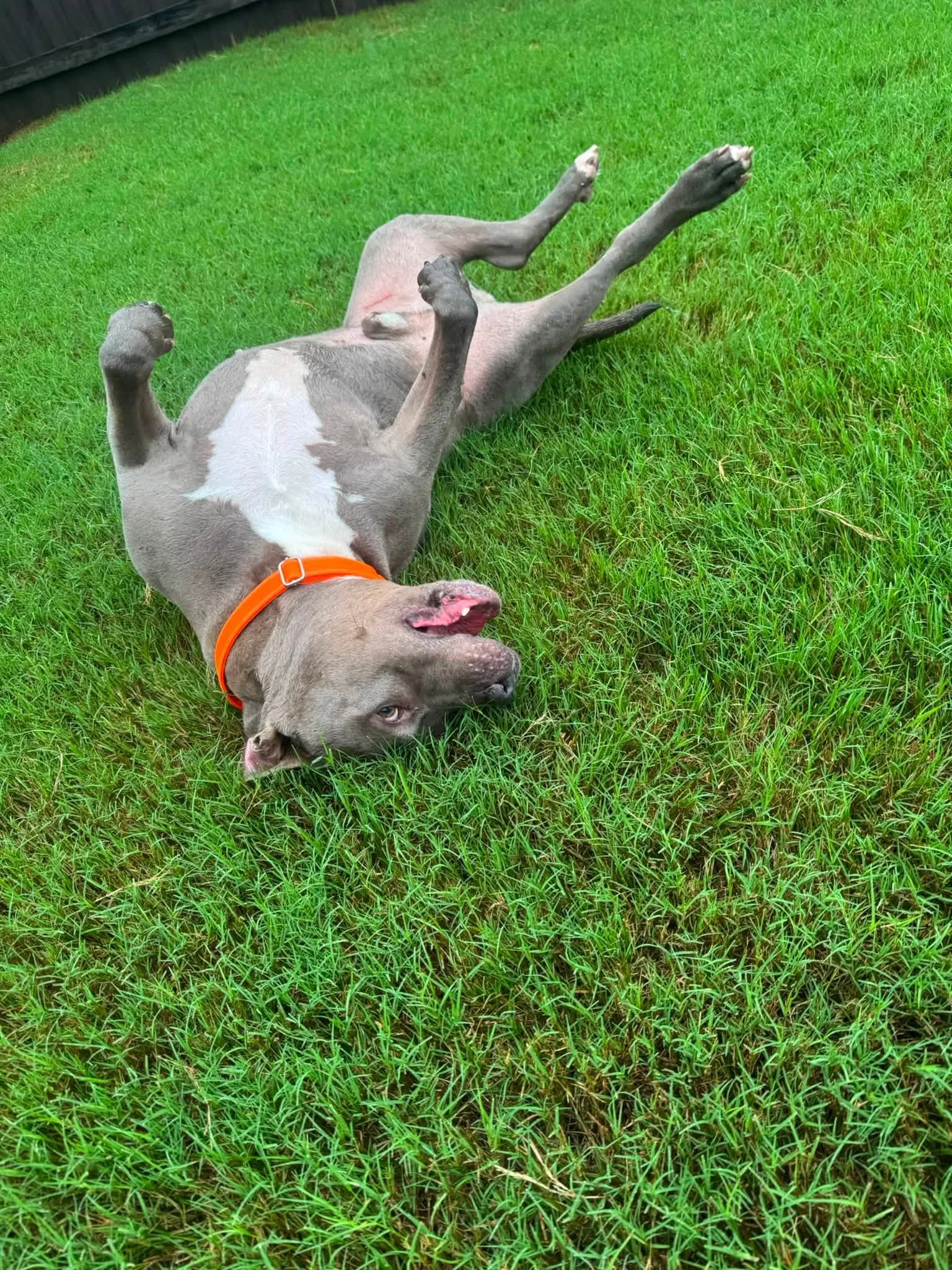 notorious-dog-rescue-trey-06.jpg