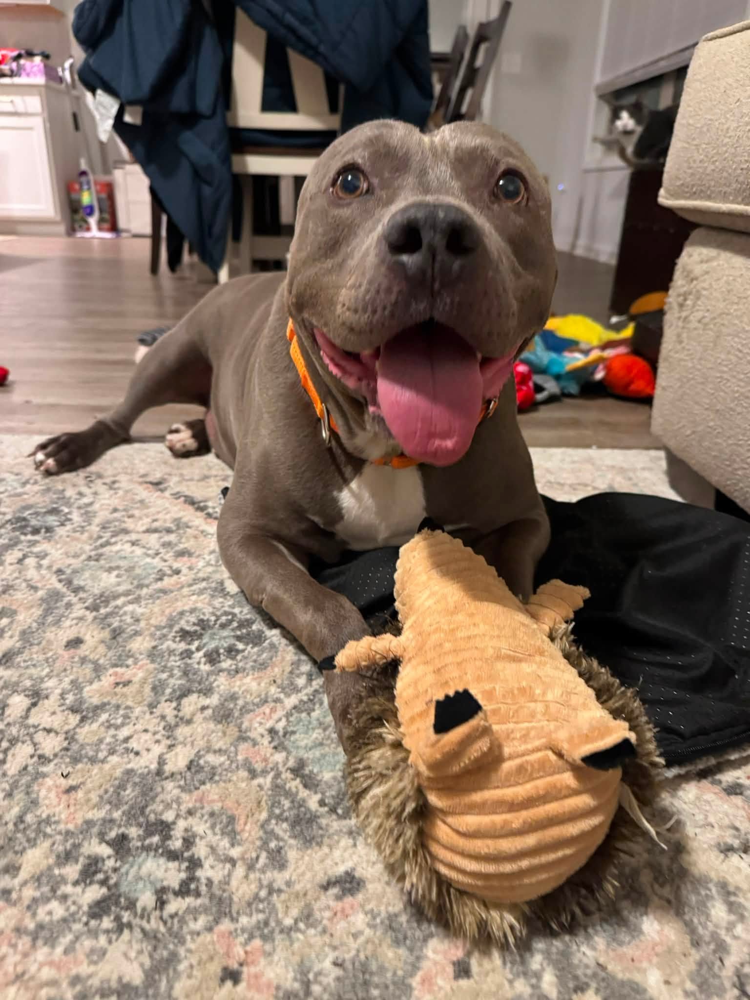 notorious-dog-rescue-trey-09.jpg