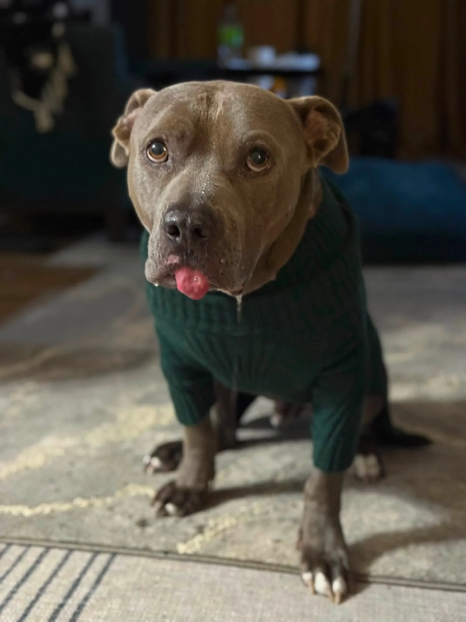notorious-dog-rescue-trey-10.jpg