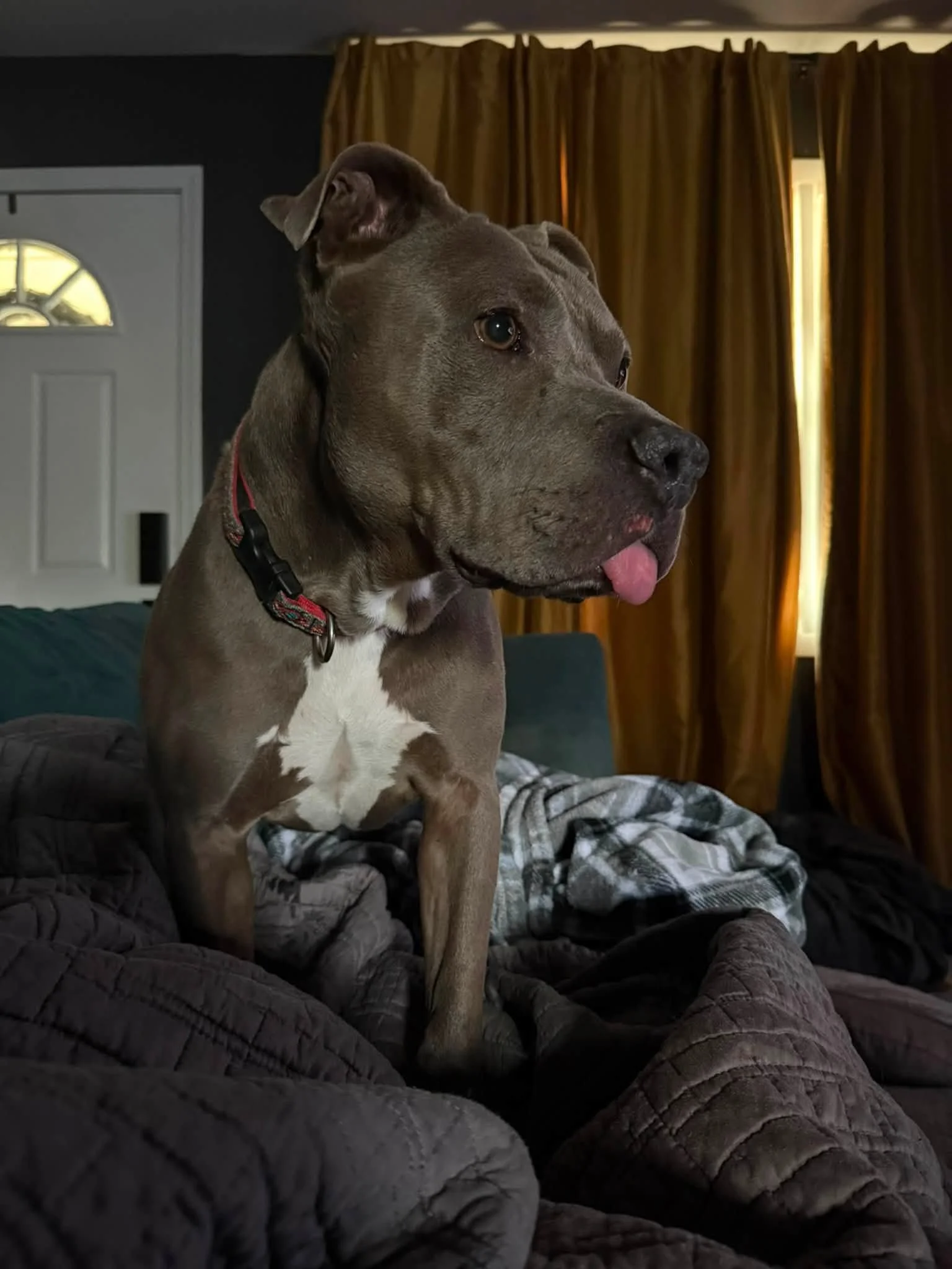 notorious-dog-rescue-trey-11.jpg
