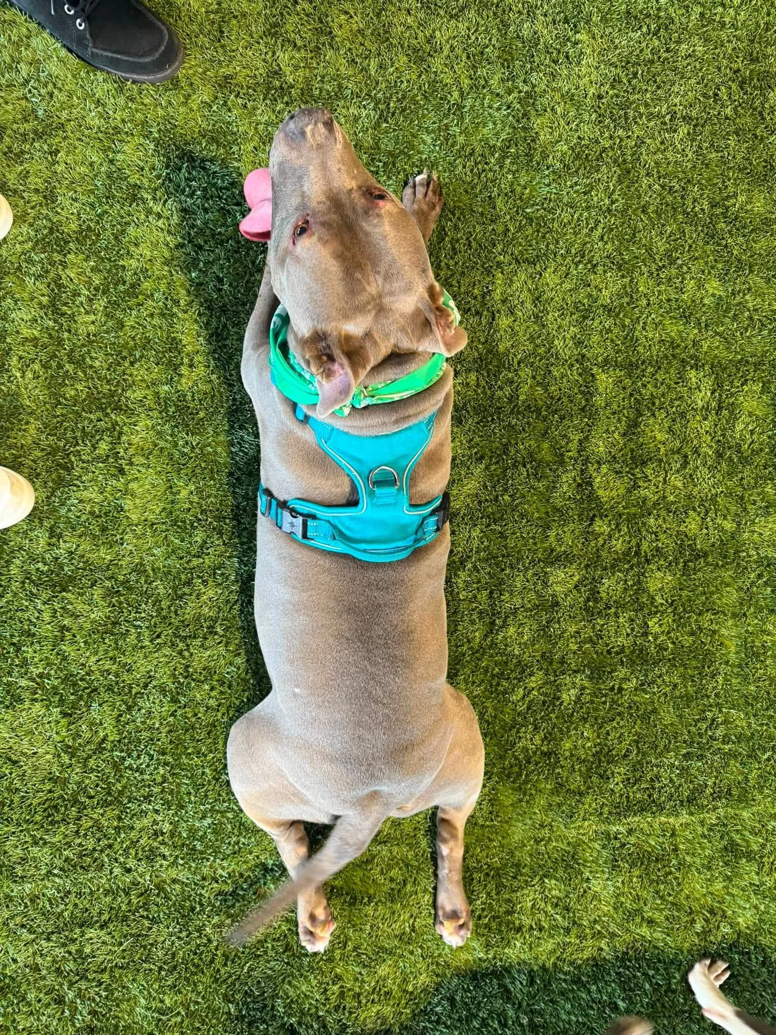 notorious-dog-rescue-trey-12.jpg