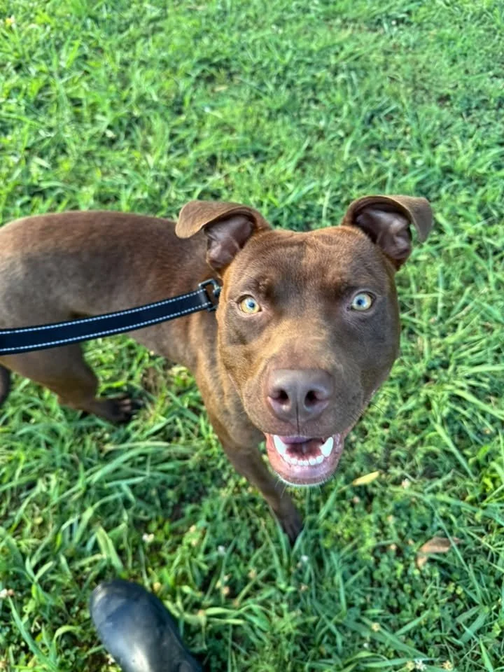 notorious-dog-rescue-dre-01.jpg
