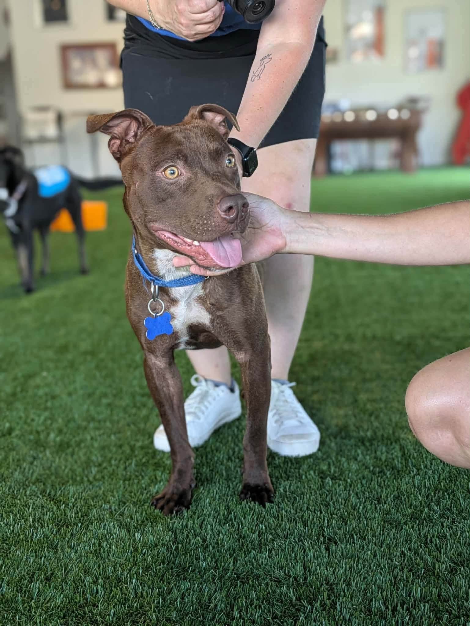 notorious-dog-rescue-dre-04.jpg