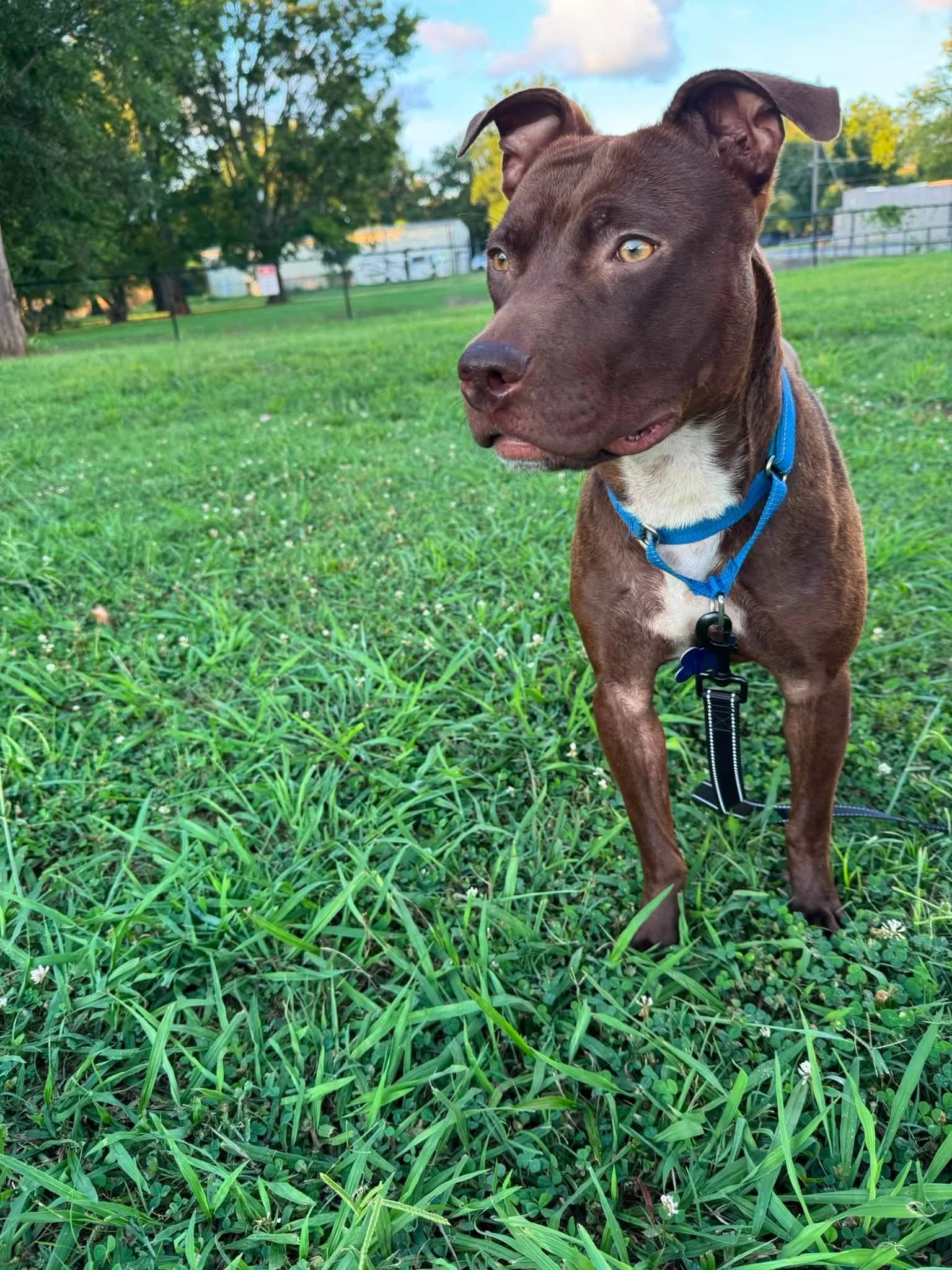 notorious-dog-rescue-dre-05.jpg
