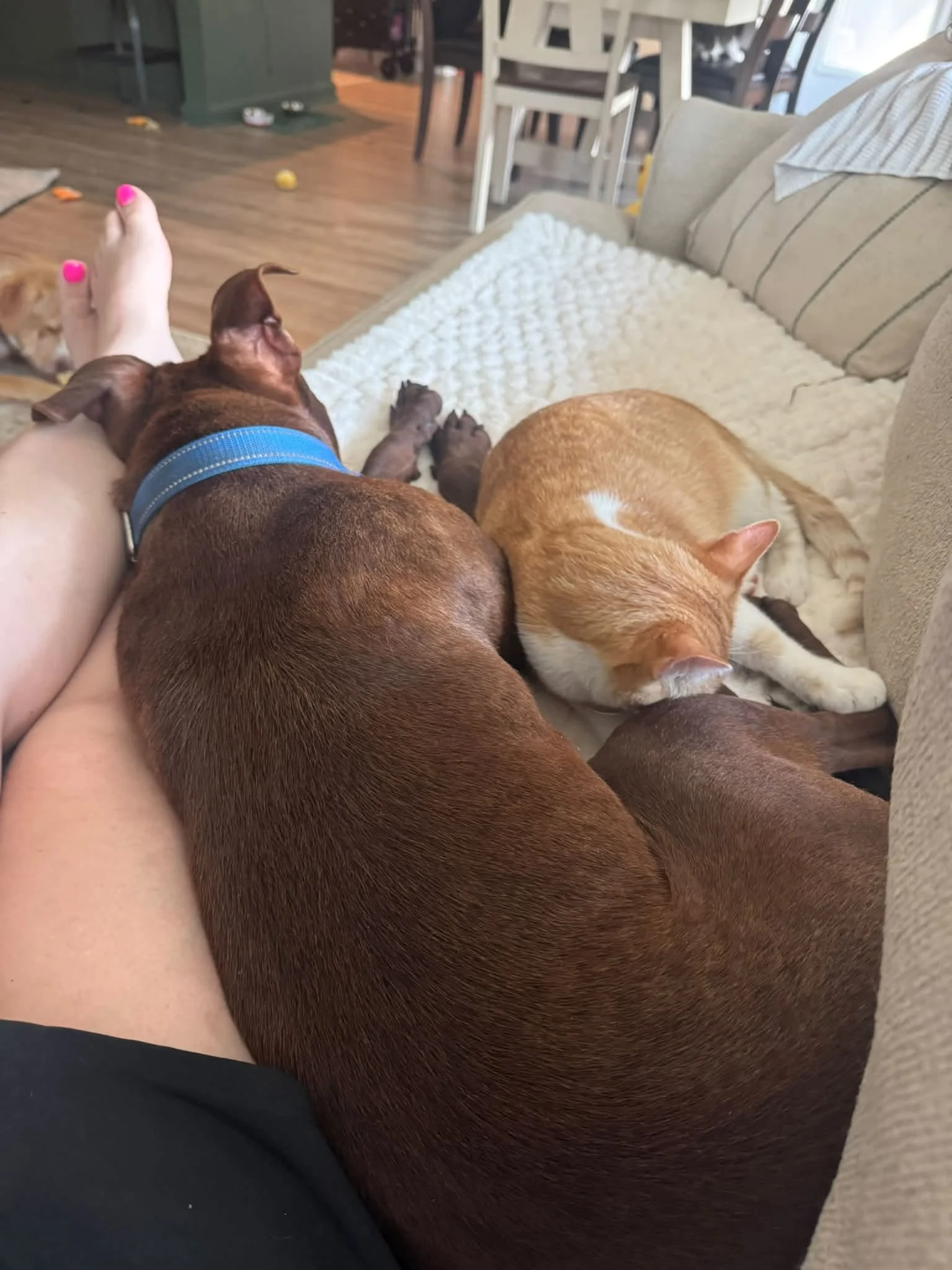 notorious-dog-rescue-dre-07.jpg
