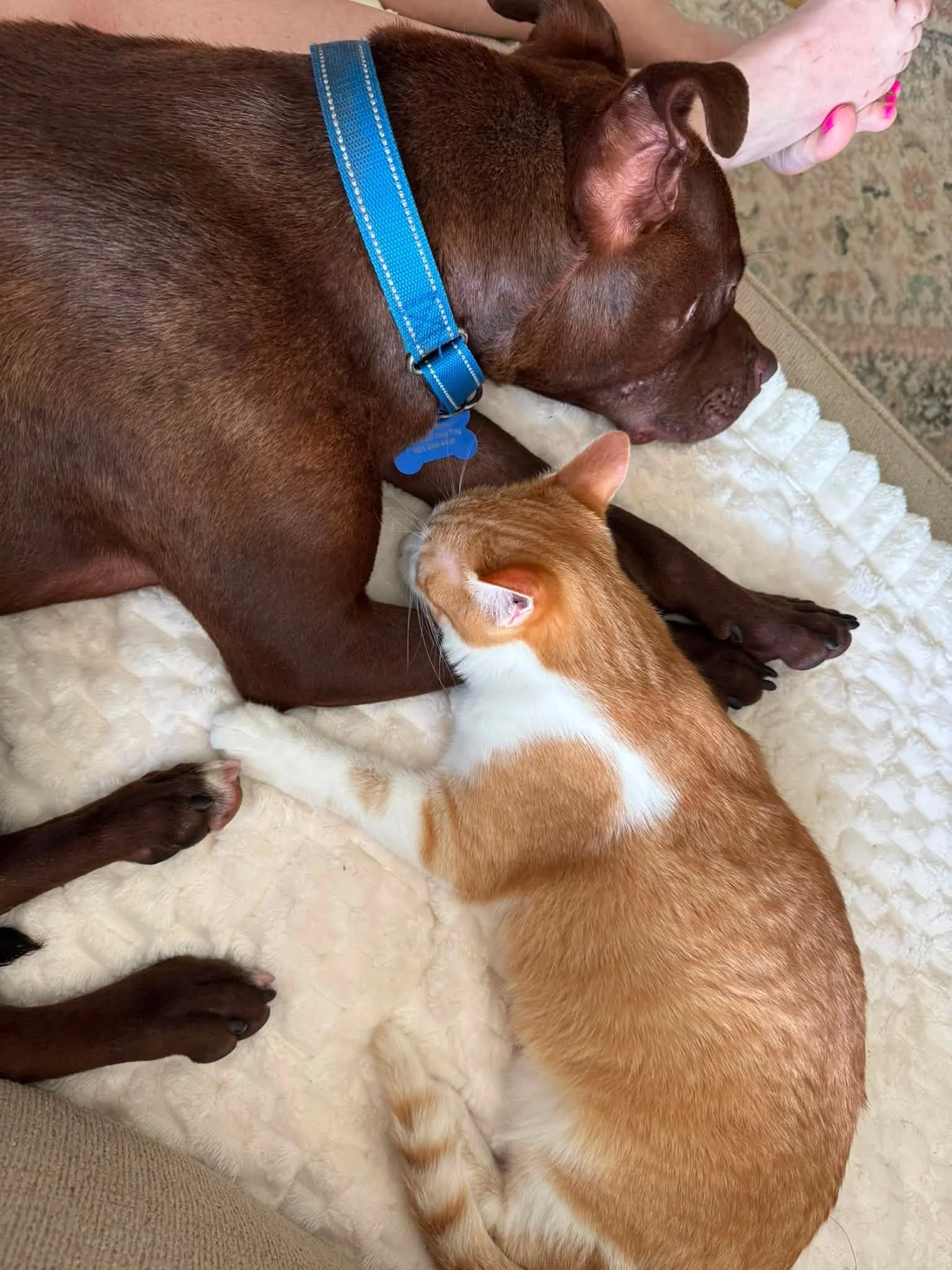 notorious-dog-rescue-dre-08.jpg