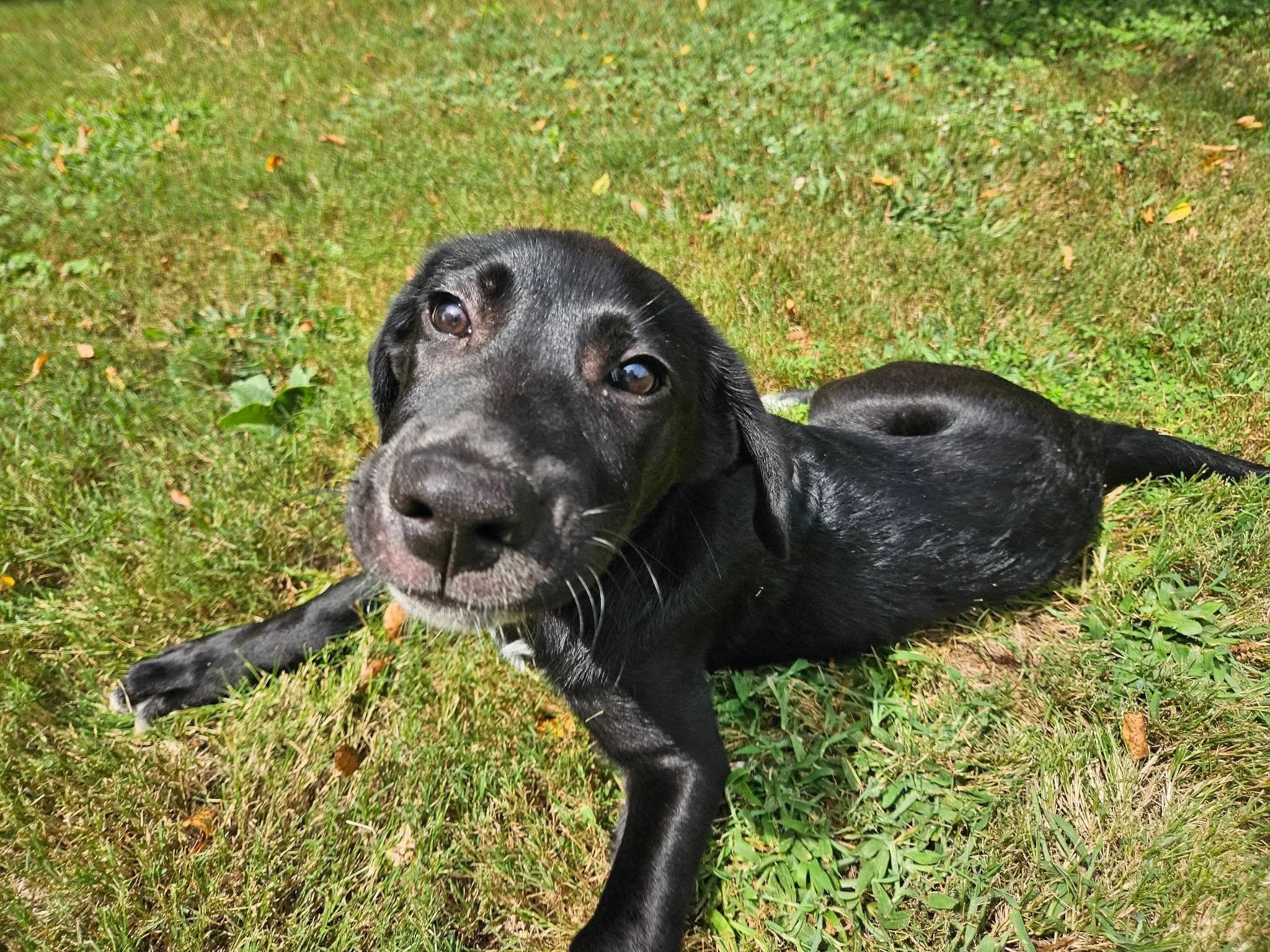 notorious-dog-rescue-bentley-02.jpg