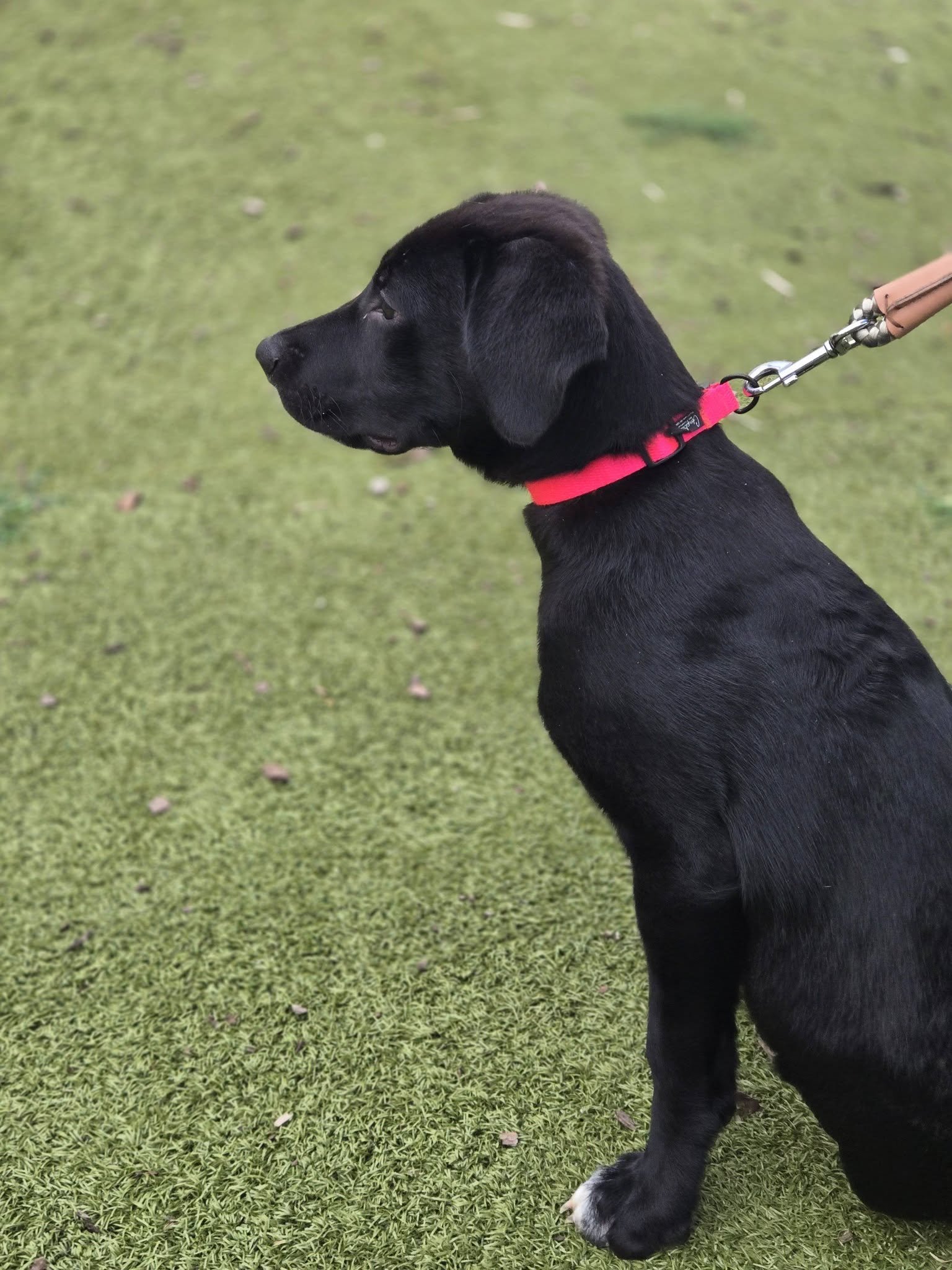 notorious-dog-rescue-bentley-03.jpg
