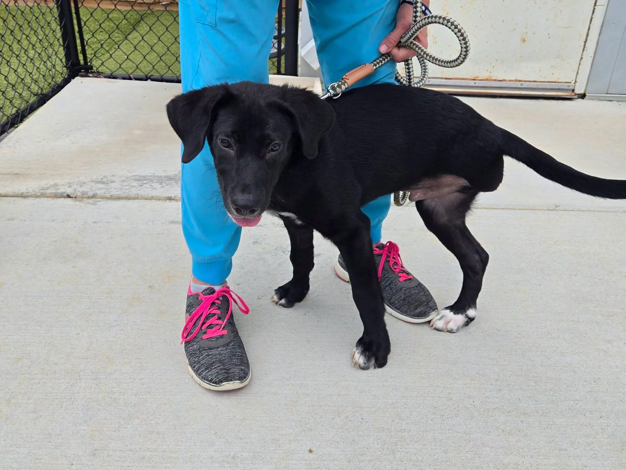 notorious-dog-rescue-bentley-05.jpeg