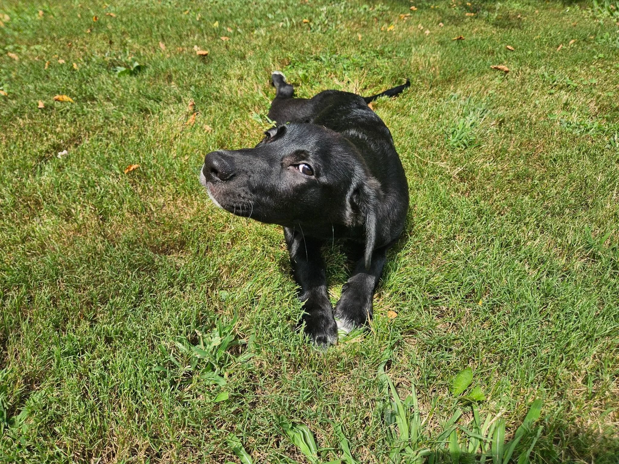 notorious-dog-rescue-bentley-08.jpg