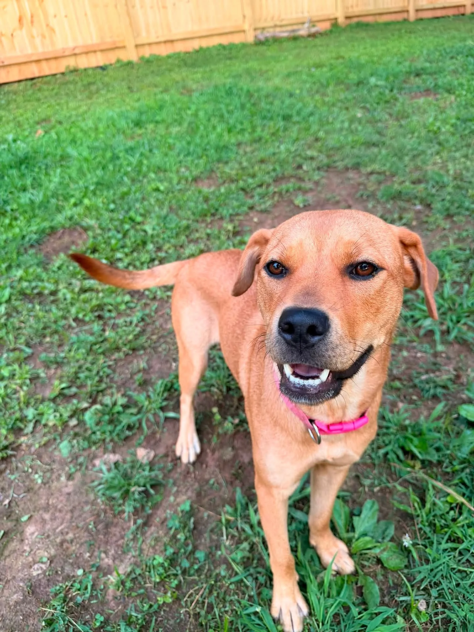 notorious-dog-rescue-dolly-02.jpg