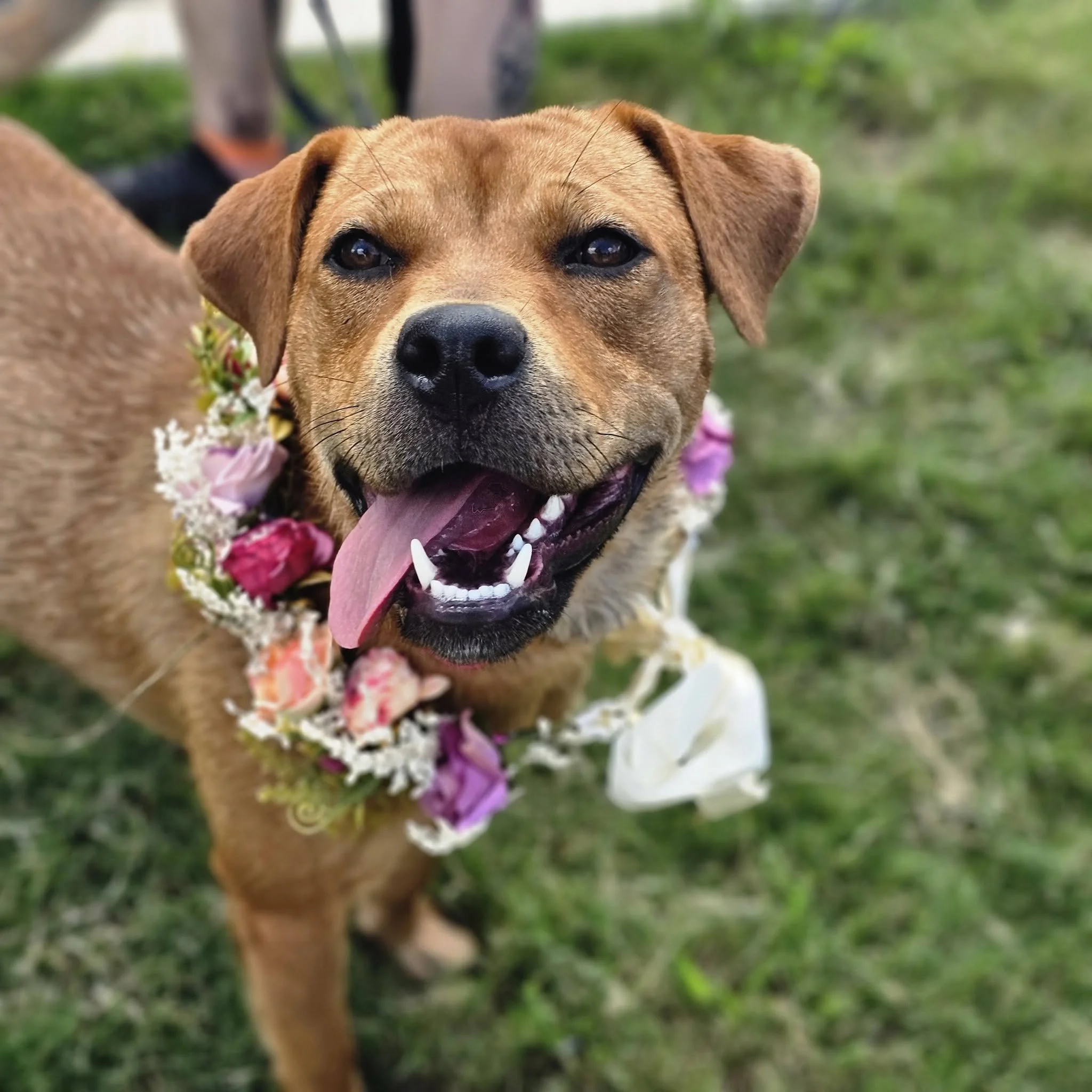 notorious-dog-rescue-dolly-01.jpg