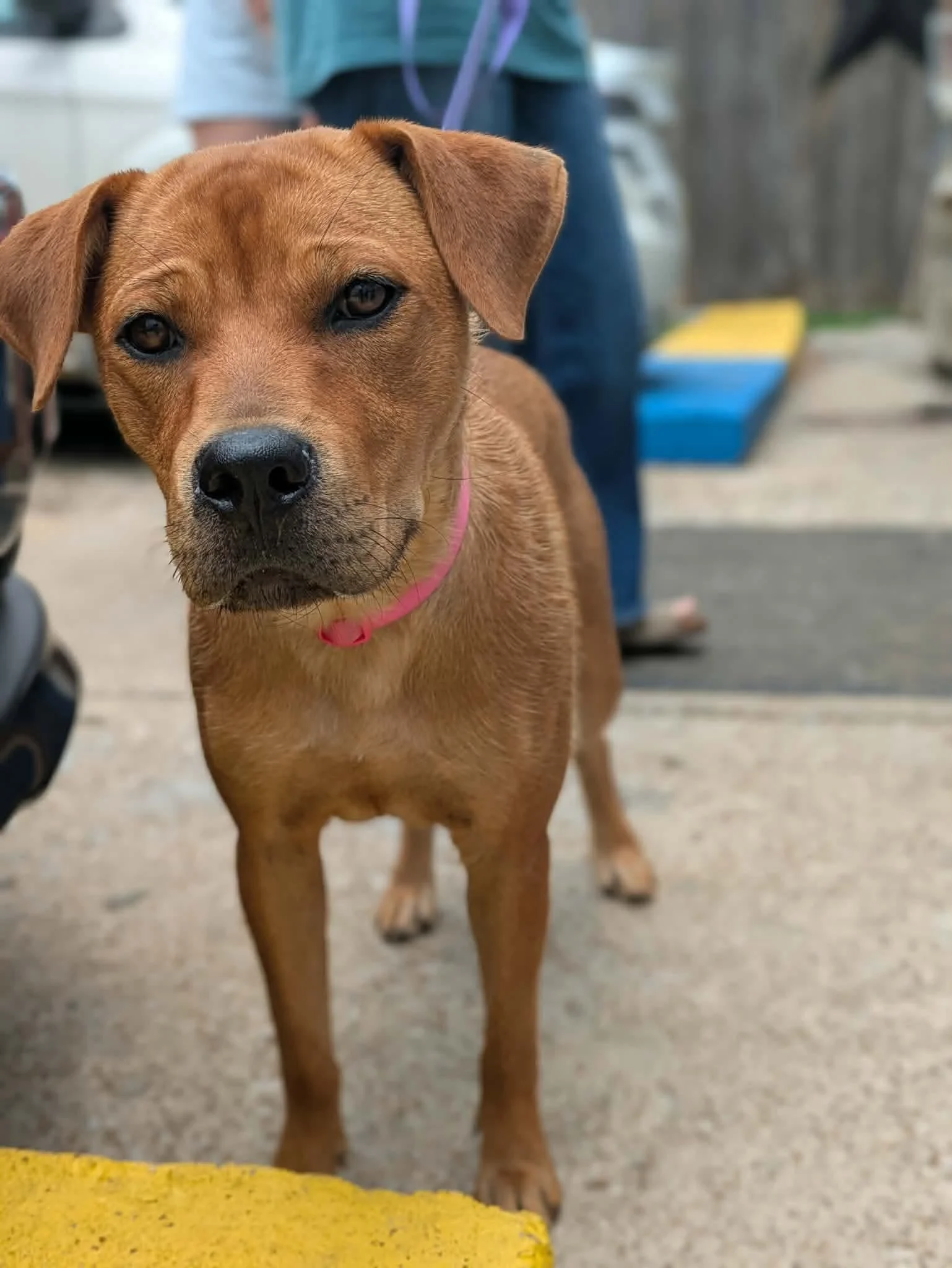 notorious-dog-rescue-dolly-03.jpg