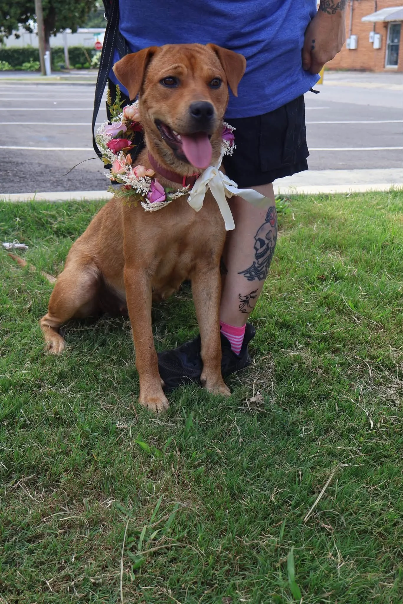 notorious-dog-rescue-dolly-04.jpg