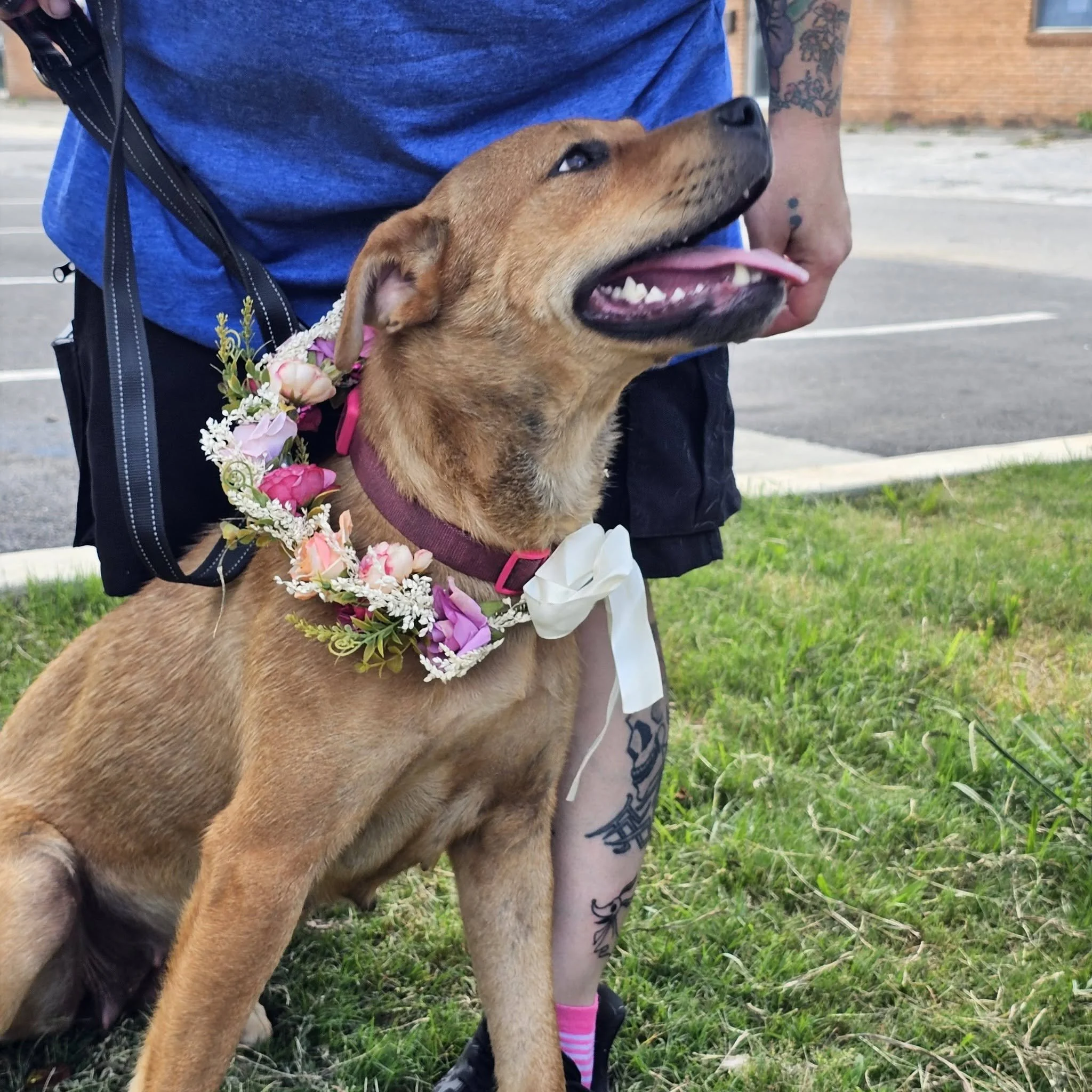 notorious-dog-rescue-dolly-05.jpg